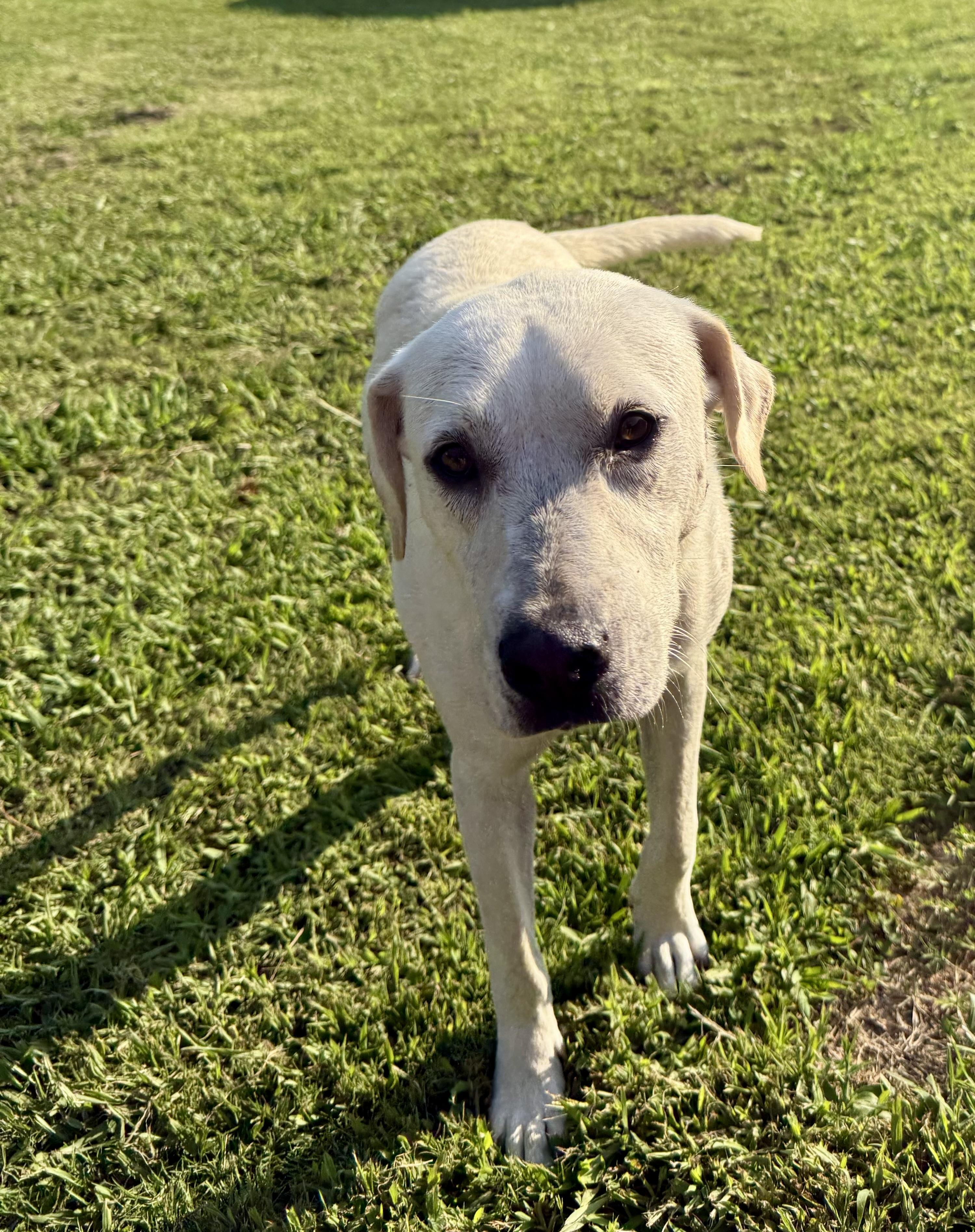 Aspen, a Adoptable mixed breed in Pembroke, MA image 2/6
