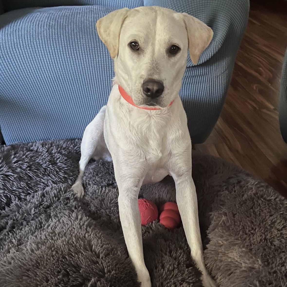 Aspen, a Adoptable mixed breed in Pembroke, MA image 1/6