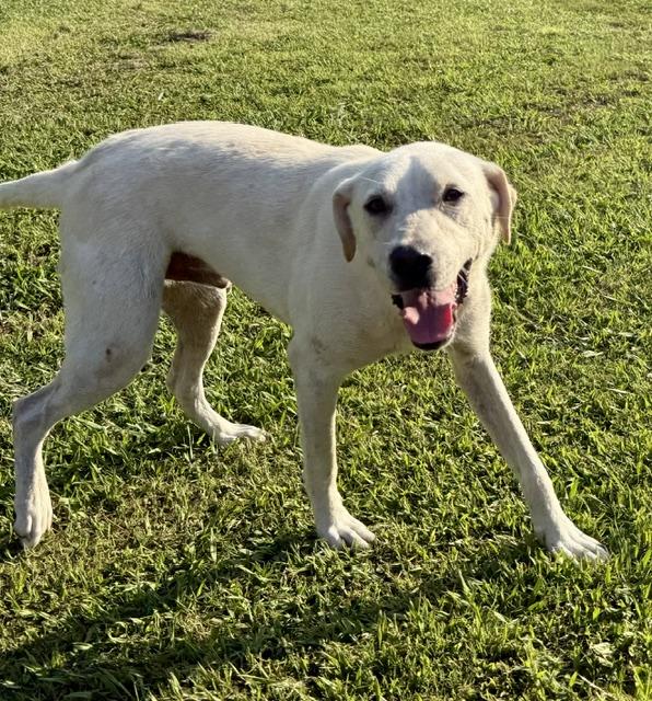 Aspen, a Adoptable mixed breed in Pembroke, MA image 3/6