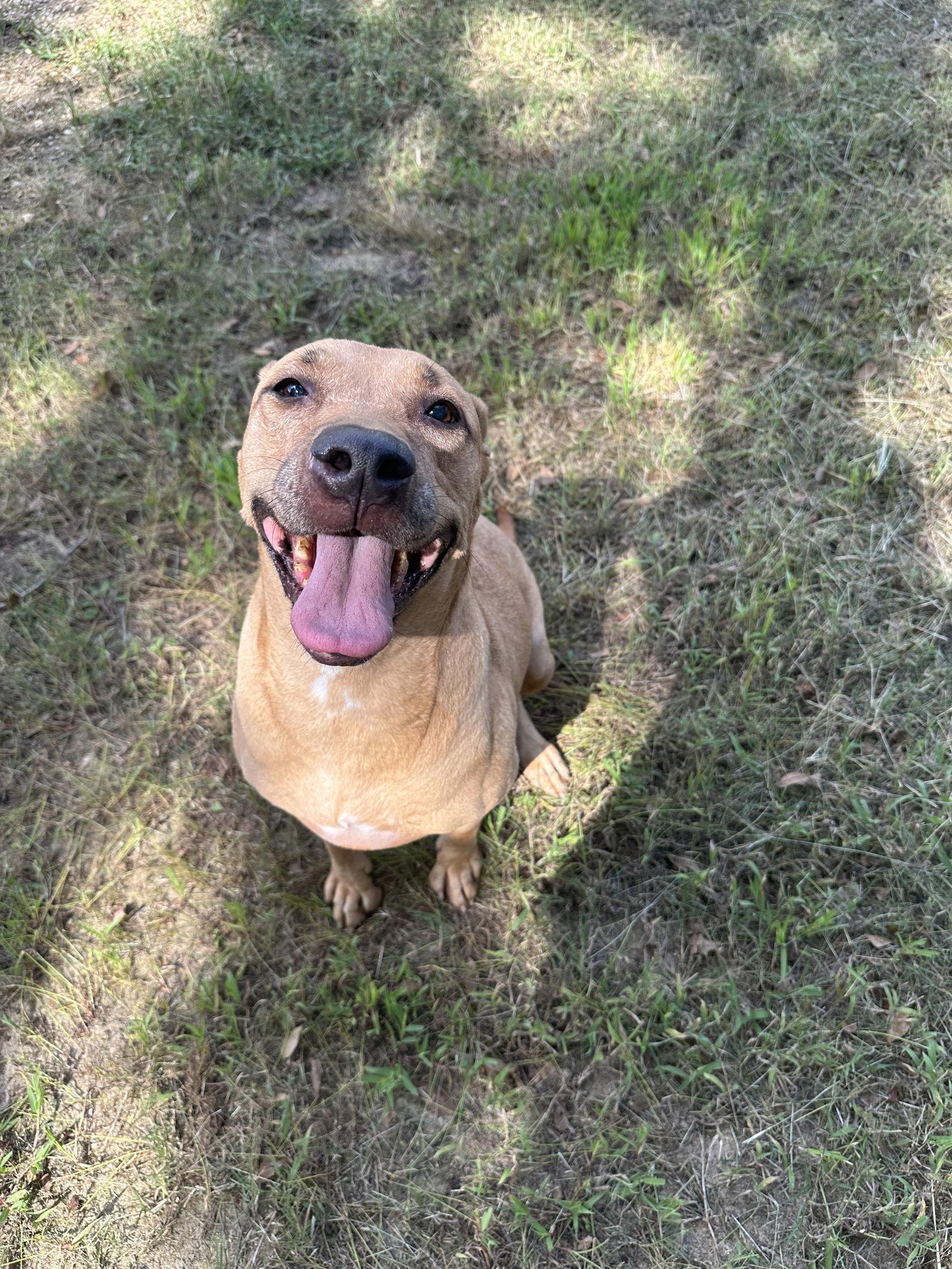 Janet 3's company, a Adoptable Labrador Retriever in Jackson, MS image 2/3
