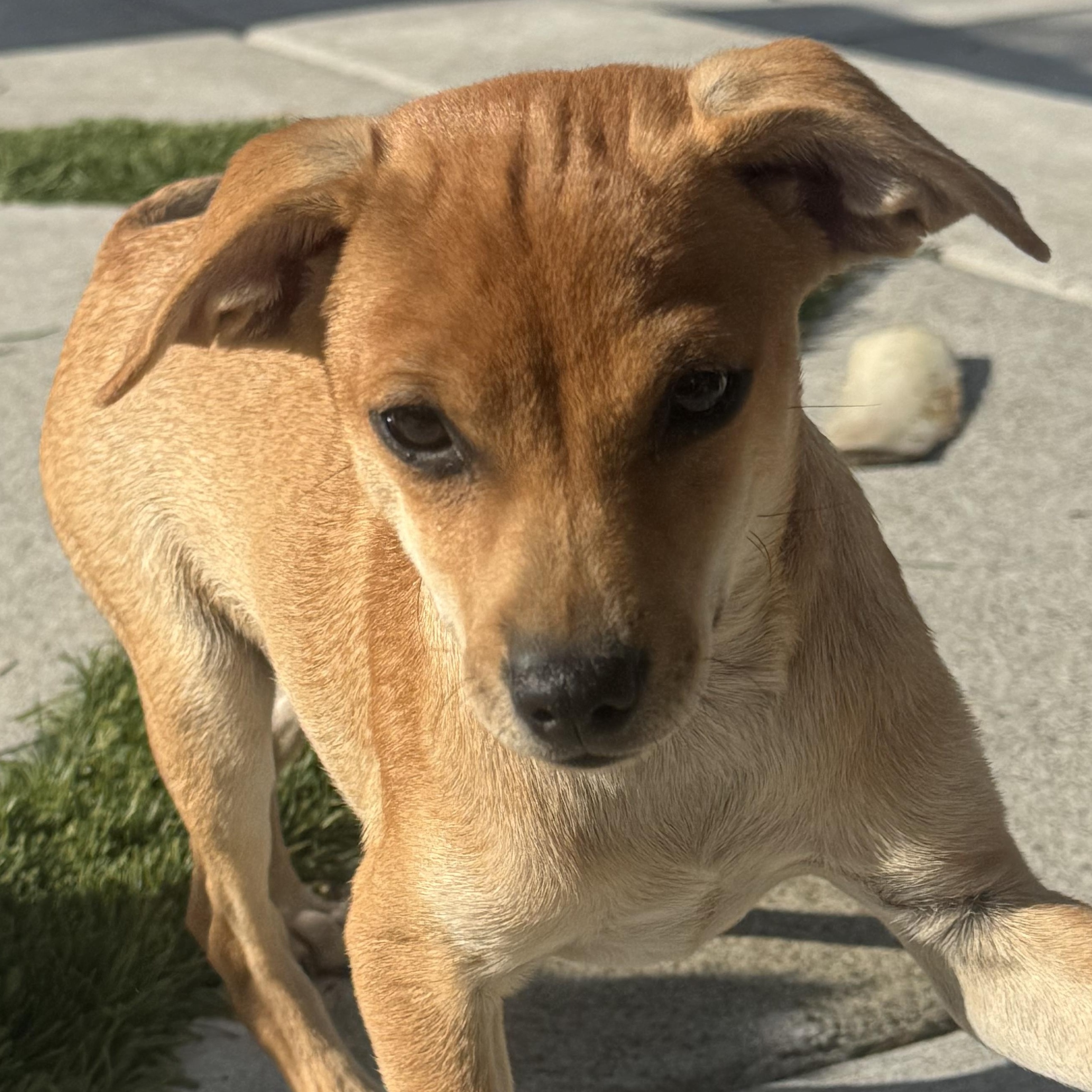 Enlarge Mr. Adorable Pico, a Adoptable mixed breed in Ridgefield, WA image 5/6