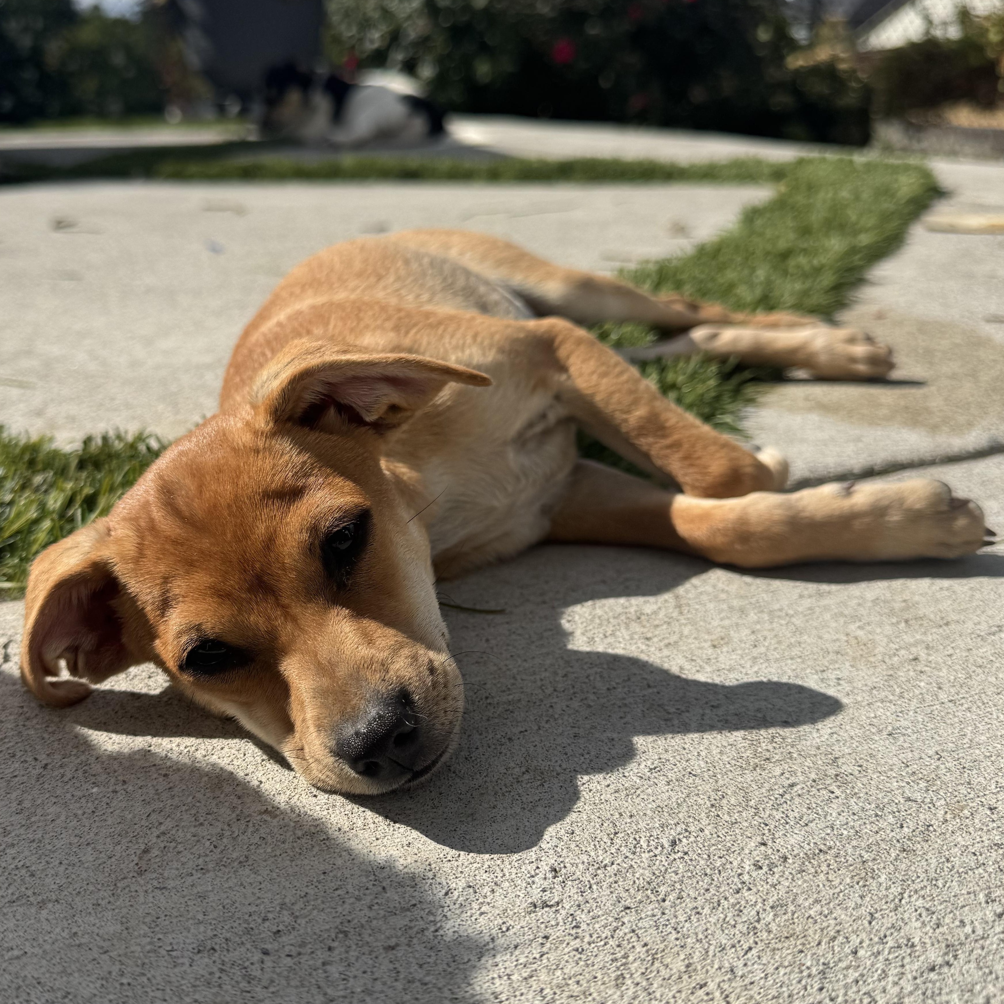 Enlarge Mr. Adorable Pico, a Adoptable mixed breed in Ridgefield, WA image 4/6