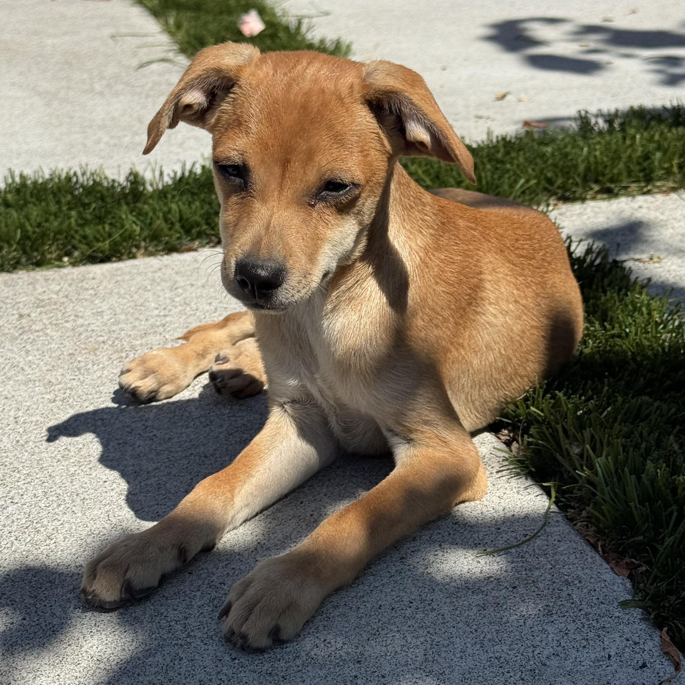 Enlarge Mr. Adorable Pico, a Adoptable mixed breed in Ridgefield, WA image 1/6