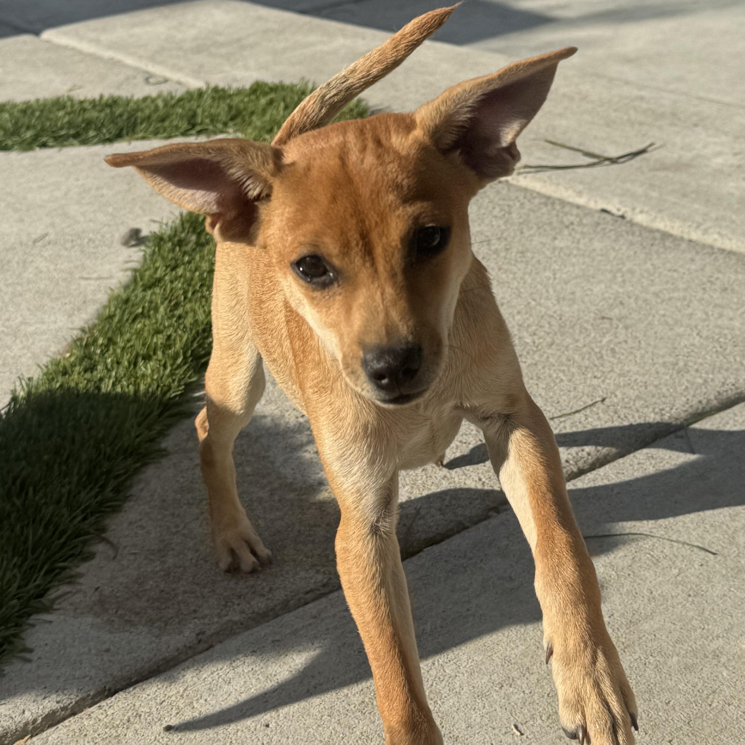 Enlarge Mr. Adorable Pico, a Adoptable mixed breed in Ridgefield, WA image 2/6