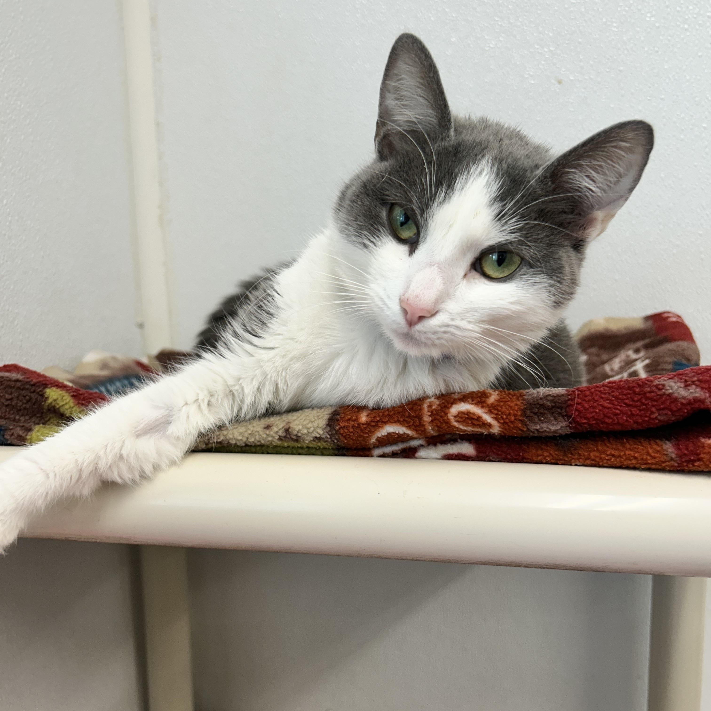 Wolfie, a ADOPTABLE Domestic Short Hair in Howes Cave, NY image 2/3