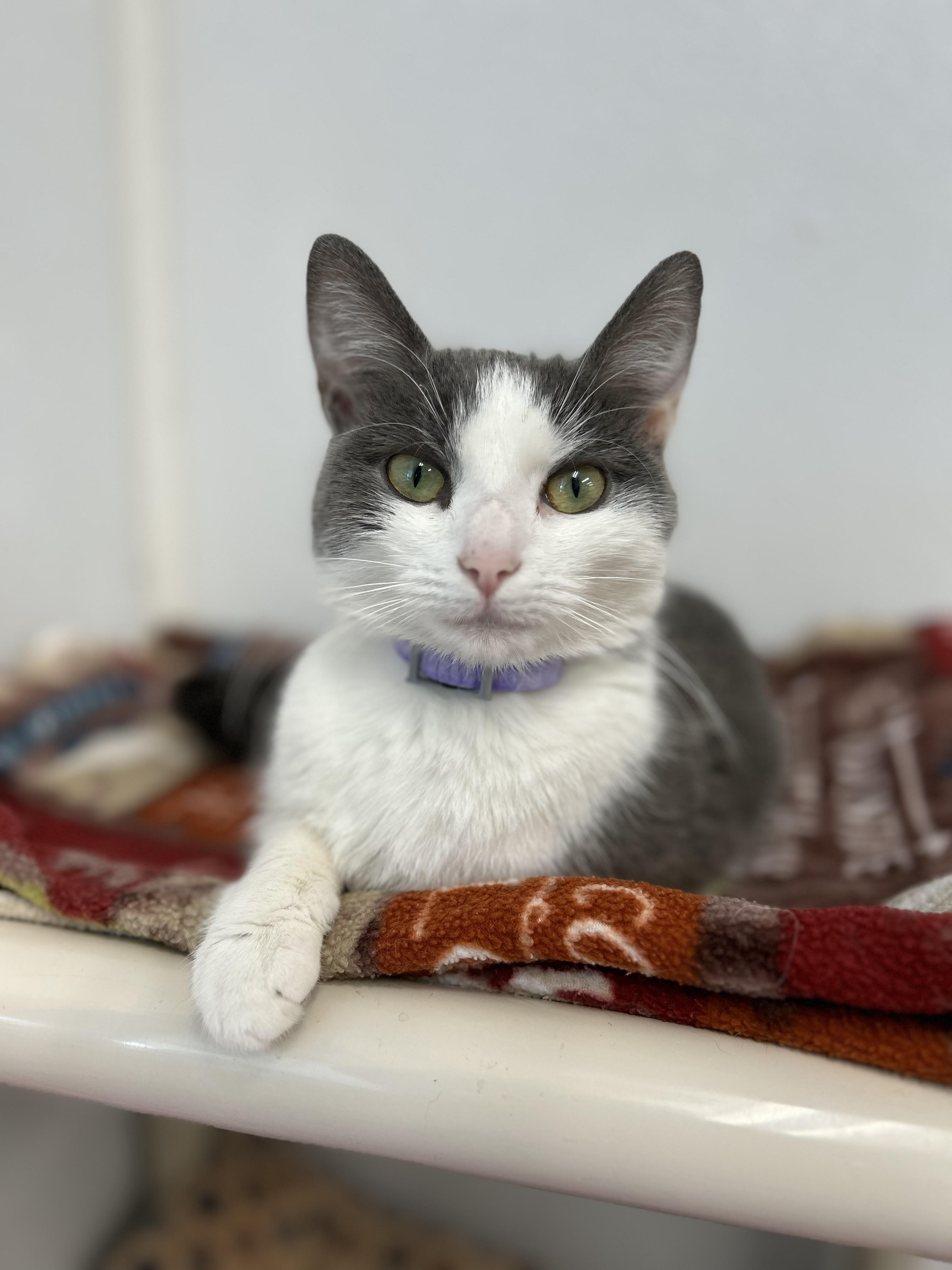 Wolfie, a ADOPTABLE Domestic Short Hair in Howes Cave, NY image 3/3