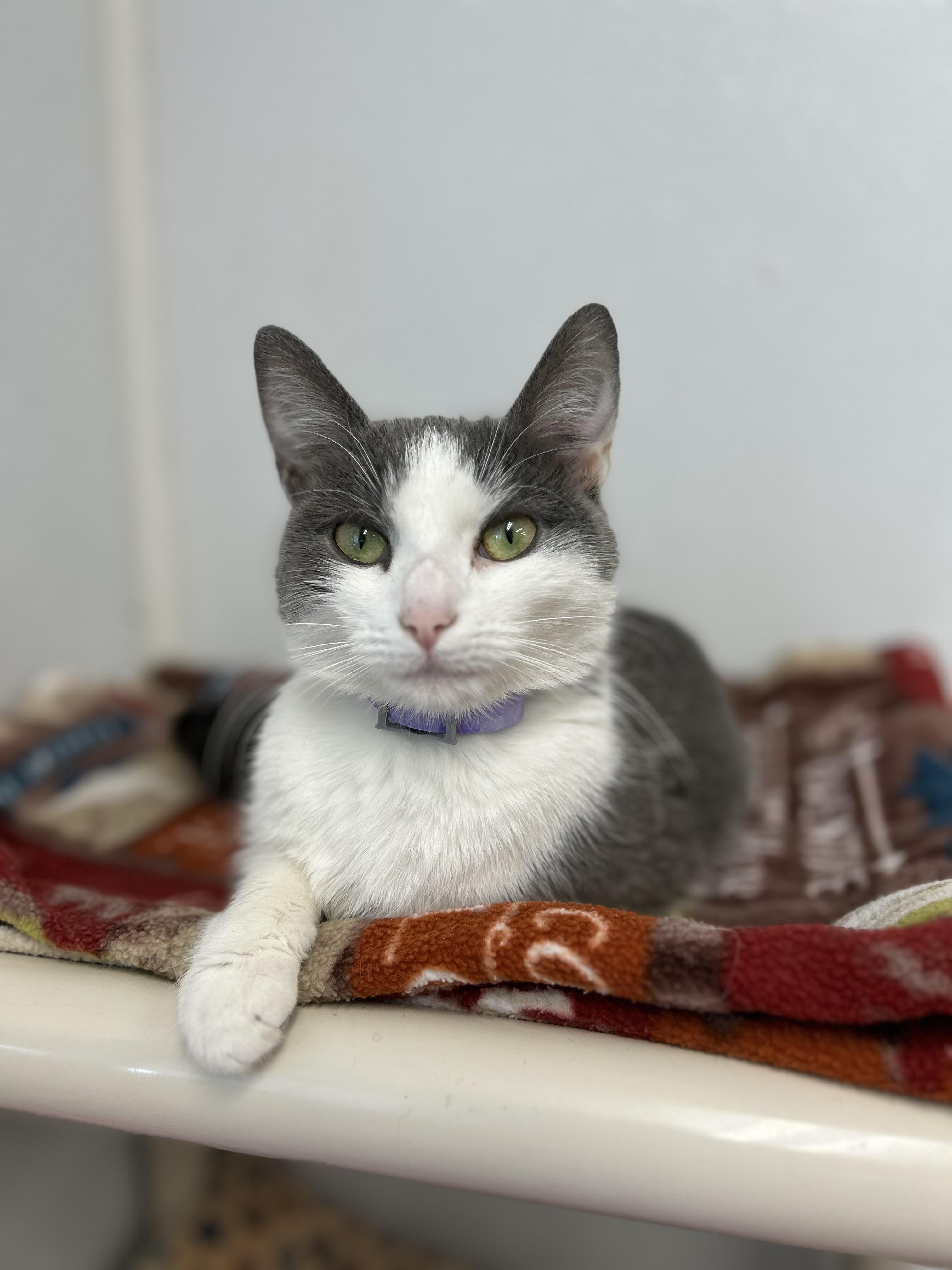 Wolfie, ADOPTABLE, Adult Female Domestic Short Hair.