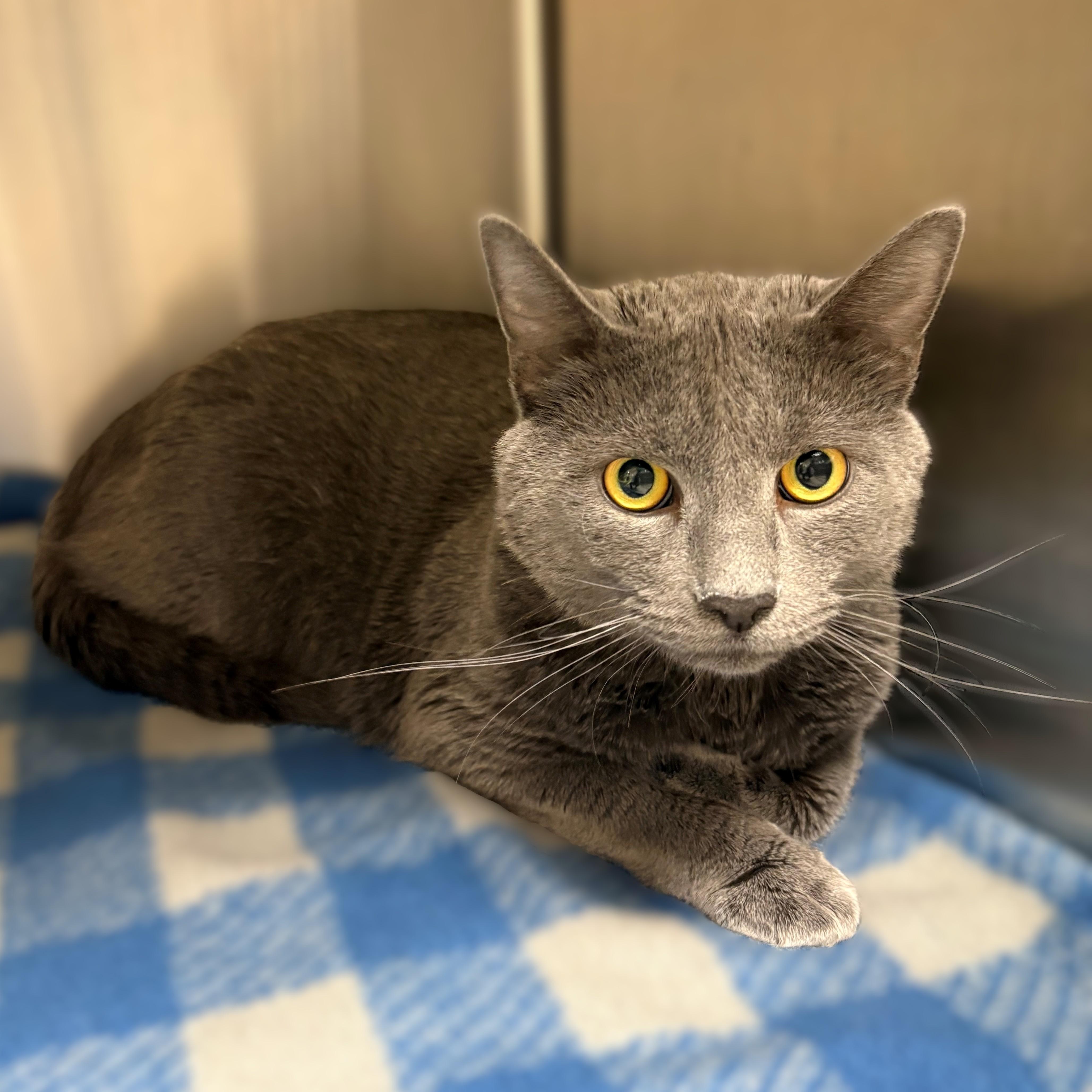 Sebastian- #50479, an adopted Domestic Short Hair in Columbia, MD image 1/3