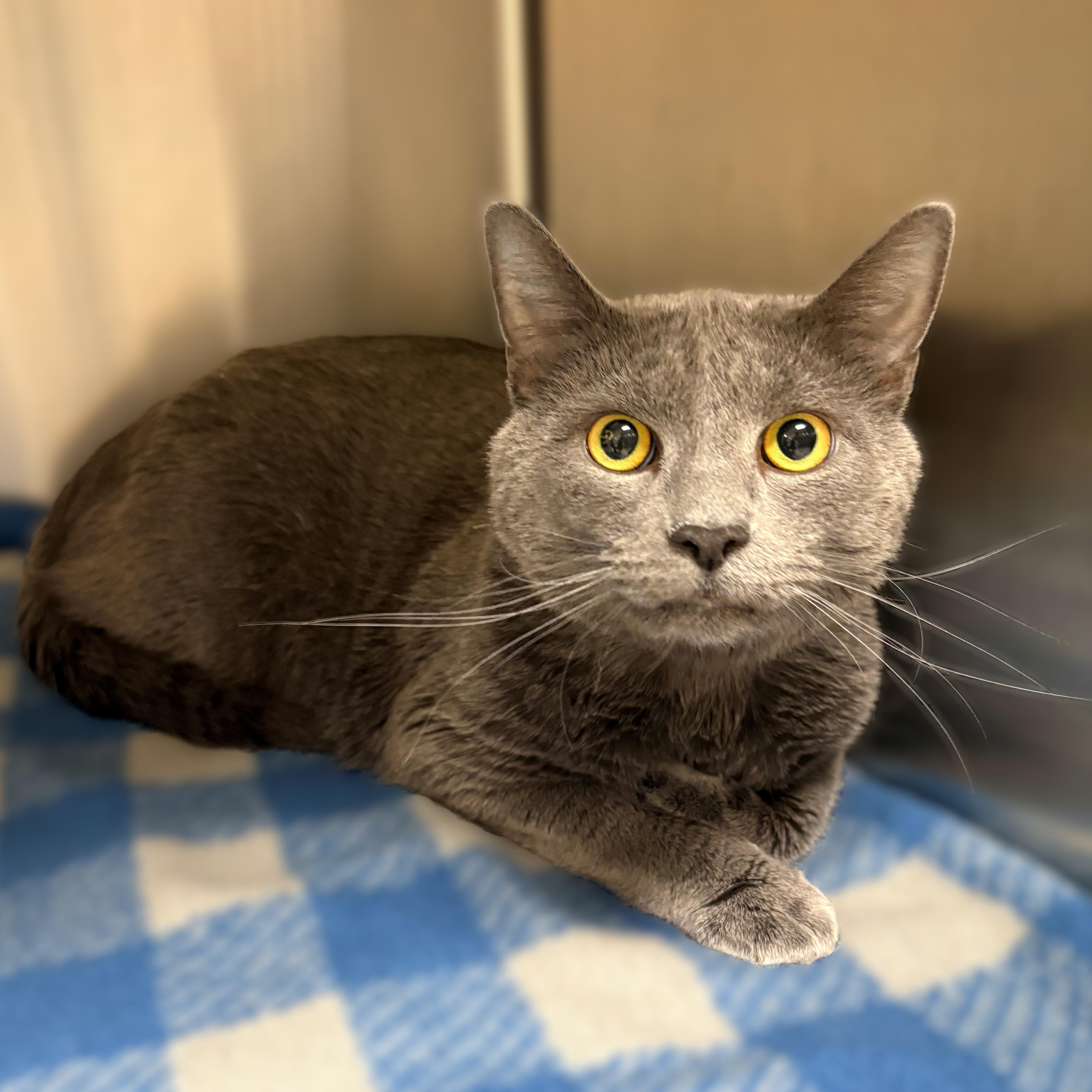 Sebastian- #50479, an adopted Domestic Short Hair in Columbia, MD image 2/3