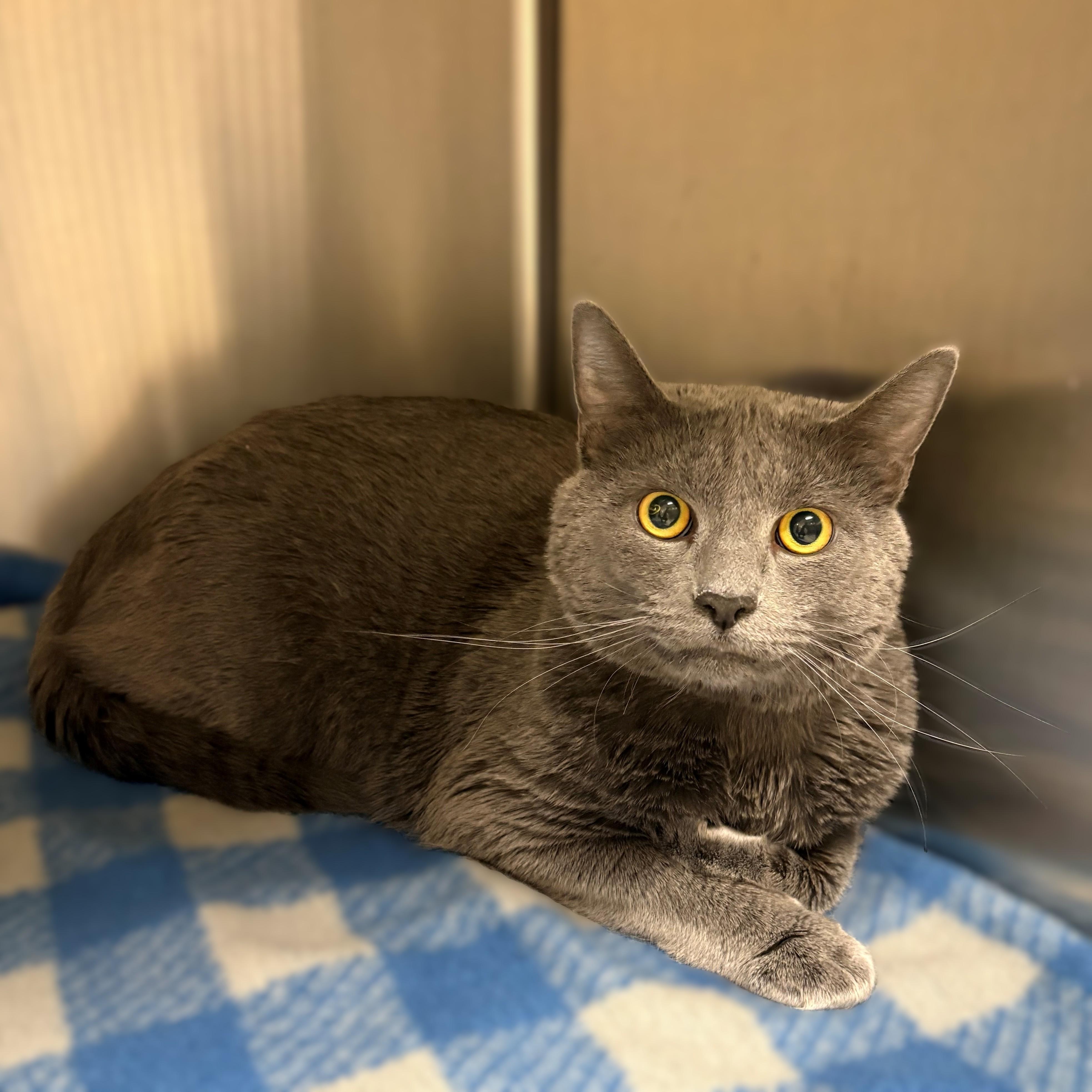 Sebastian- #50479, an adopted Domestic Short Hair in Columbia, MD image 3/3