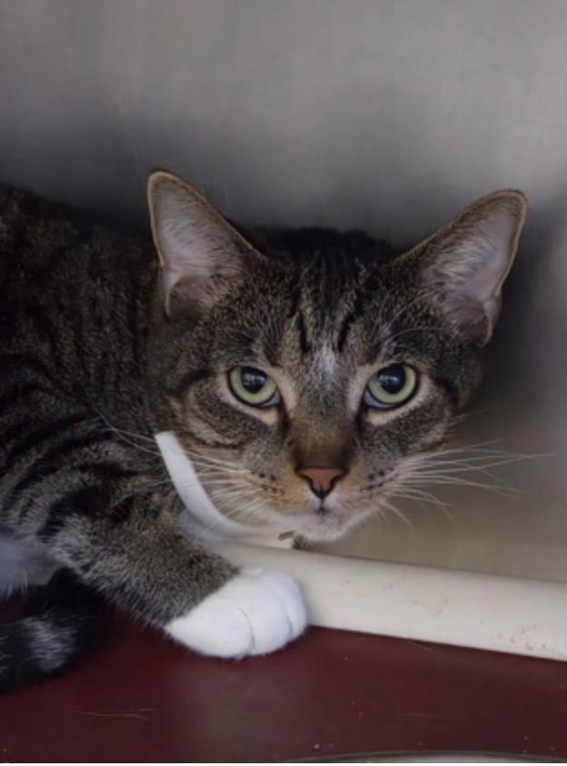 Tiggy Tiger, Adoptable, Adult Male Domestic Short Hair.