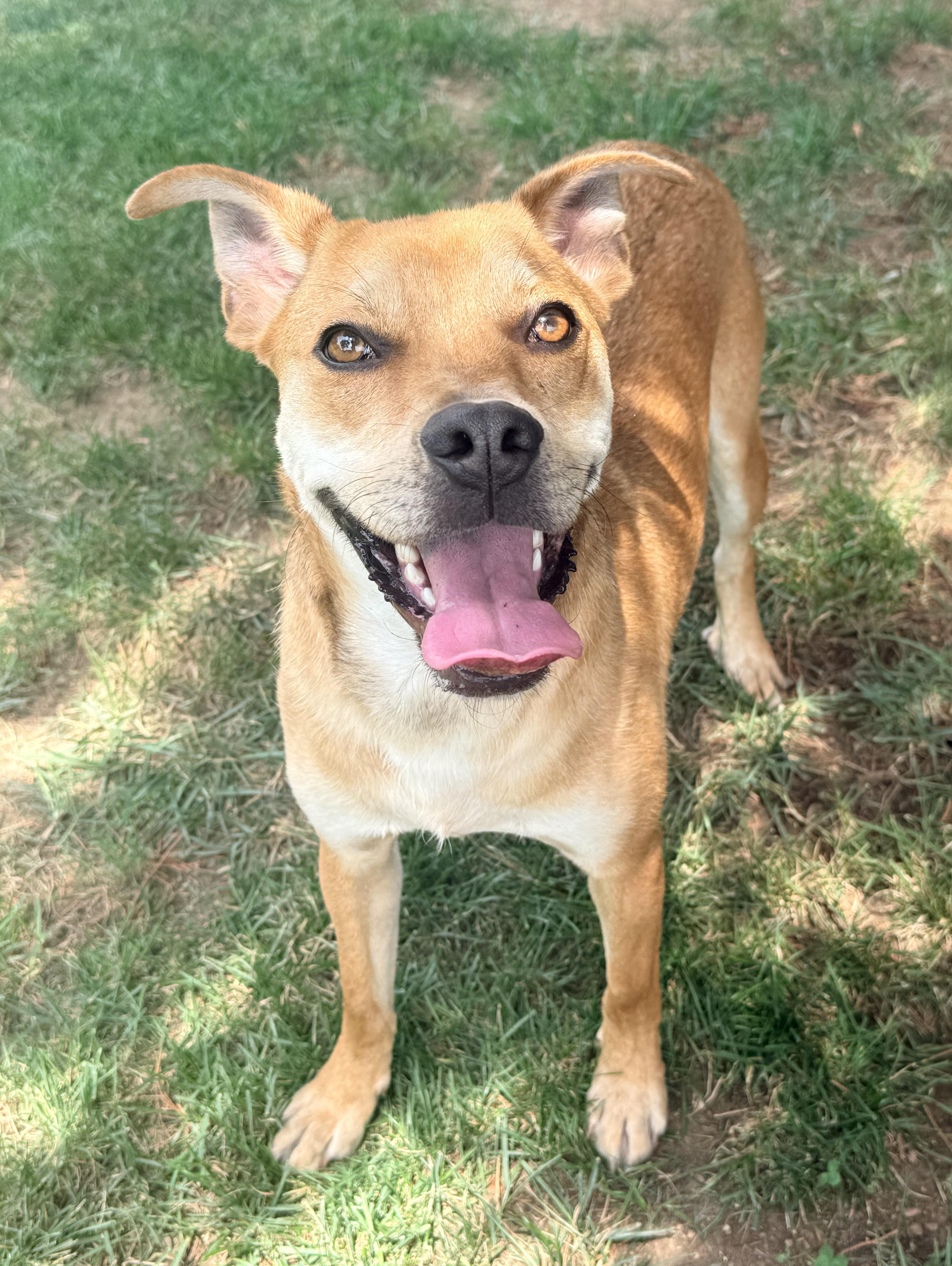 Enlarge Jax, a Adoptable mixed breed in Catlett, VA image 5/6