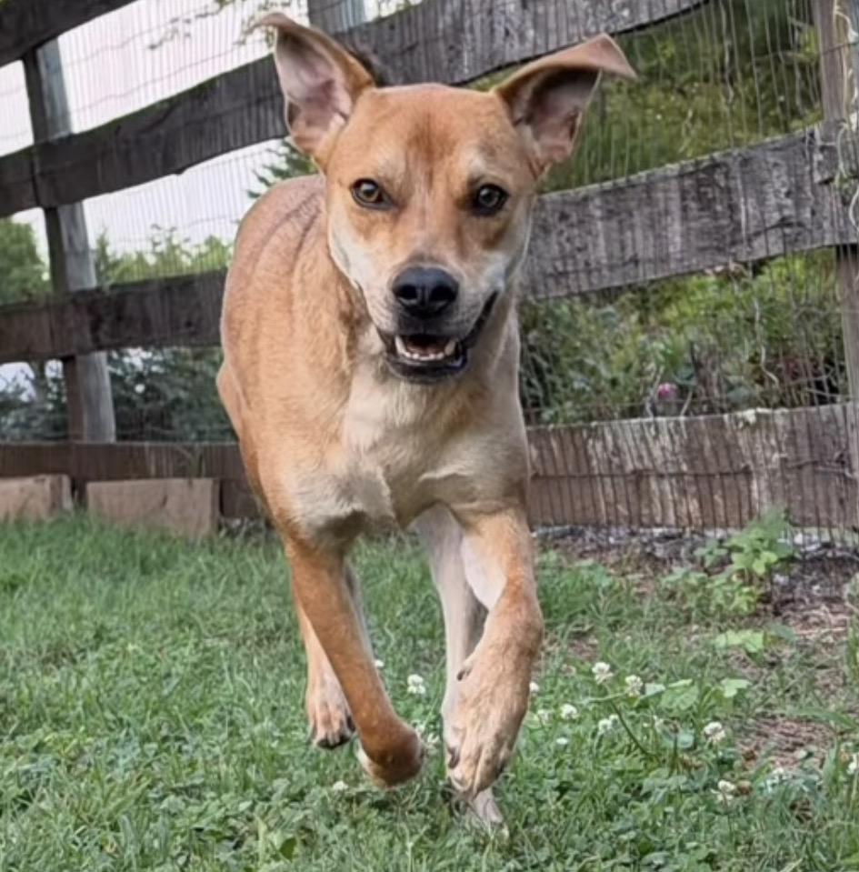 Enlarge Jax, a Adoptable mixed breed in Catlett, VA image 4/6