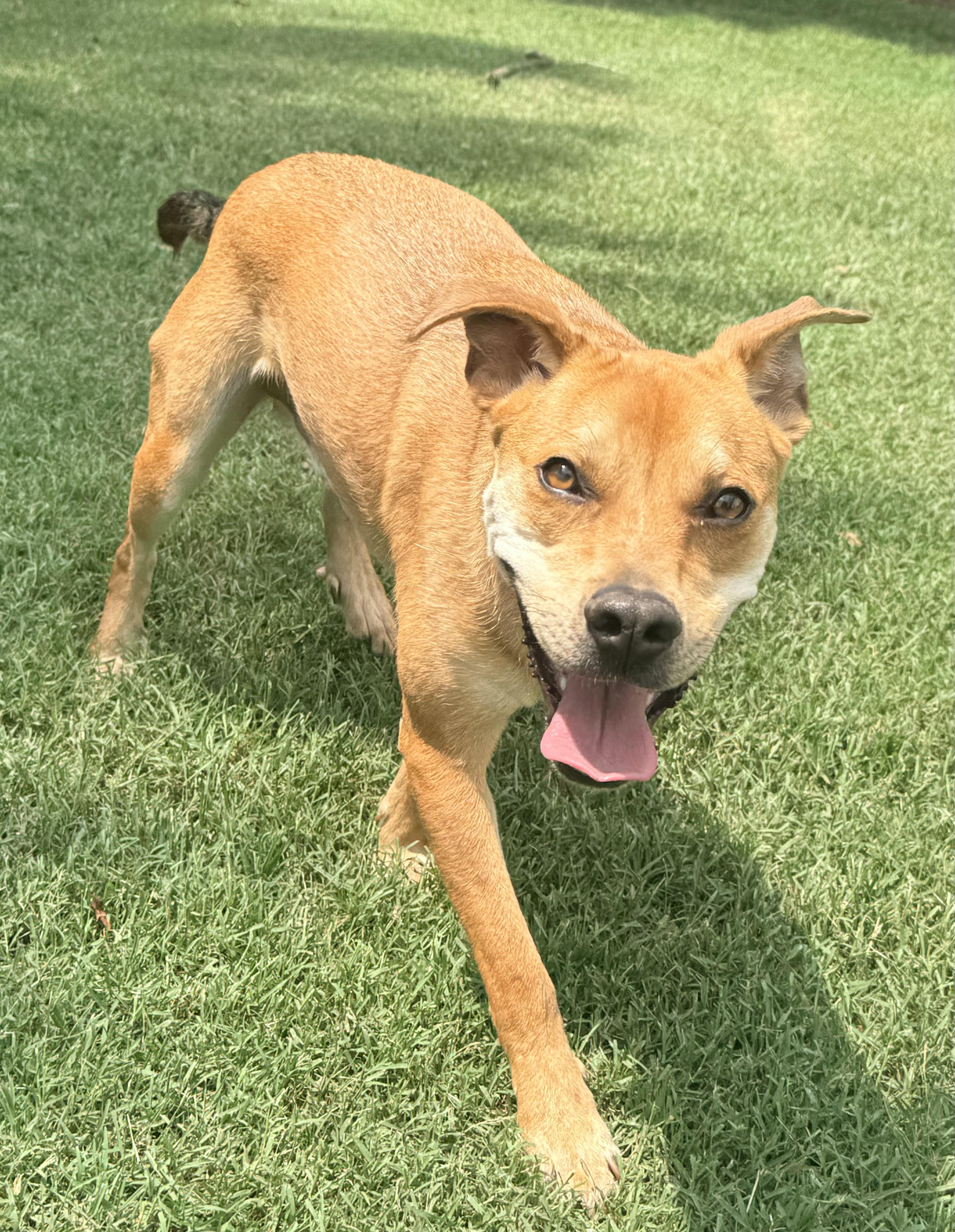 Enlarge Jax, a Adoptable mixed breed in Catlett, VA image 6/6