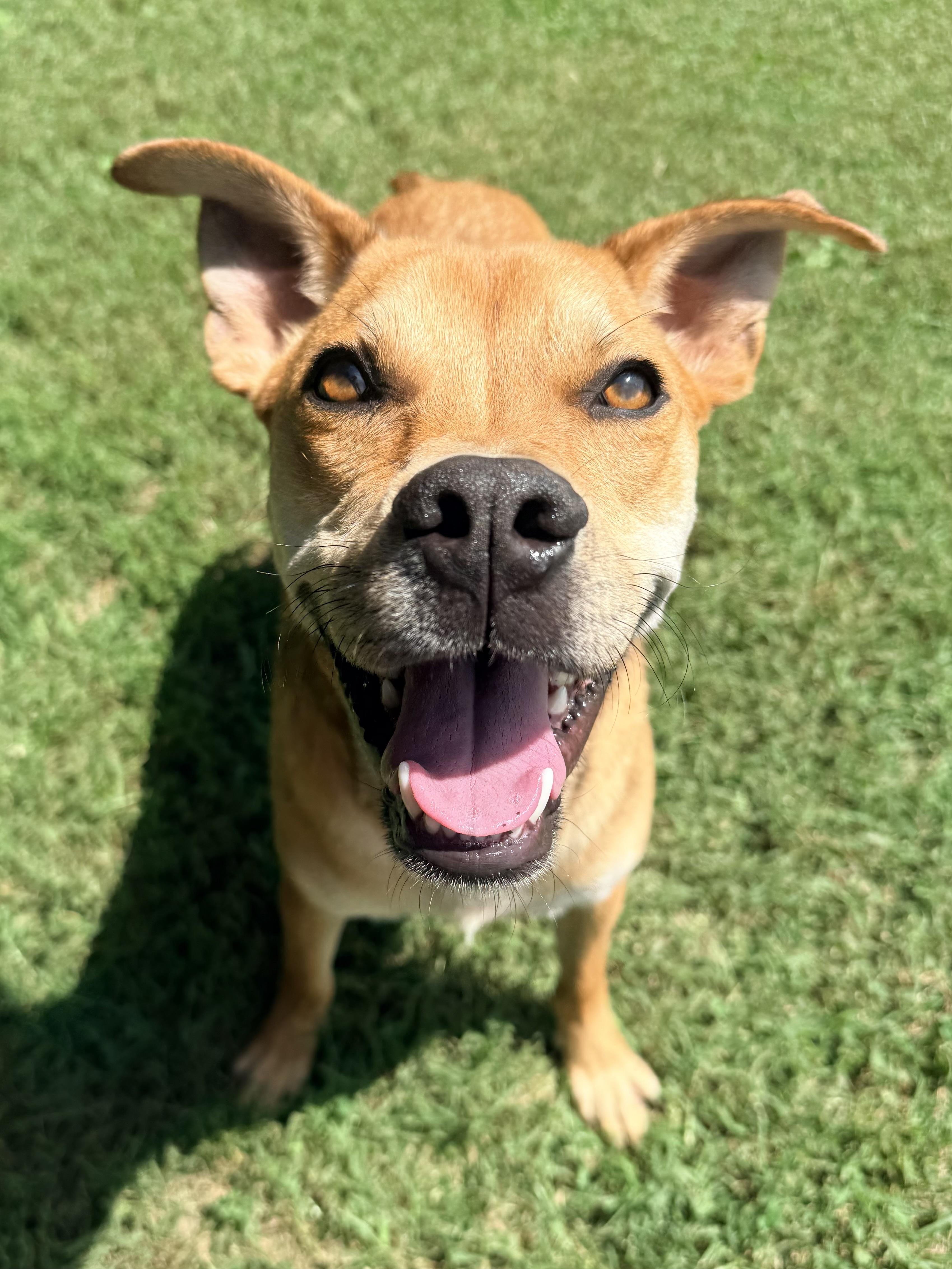 Enlarge Jax, a Adoptable mixed breed in Catlett, VA image 1/6