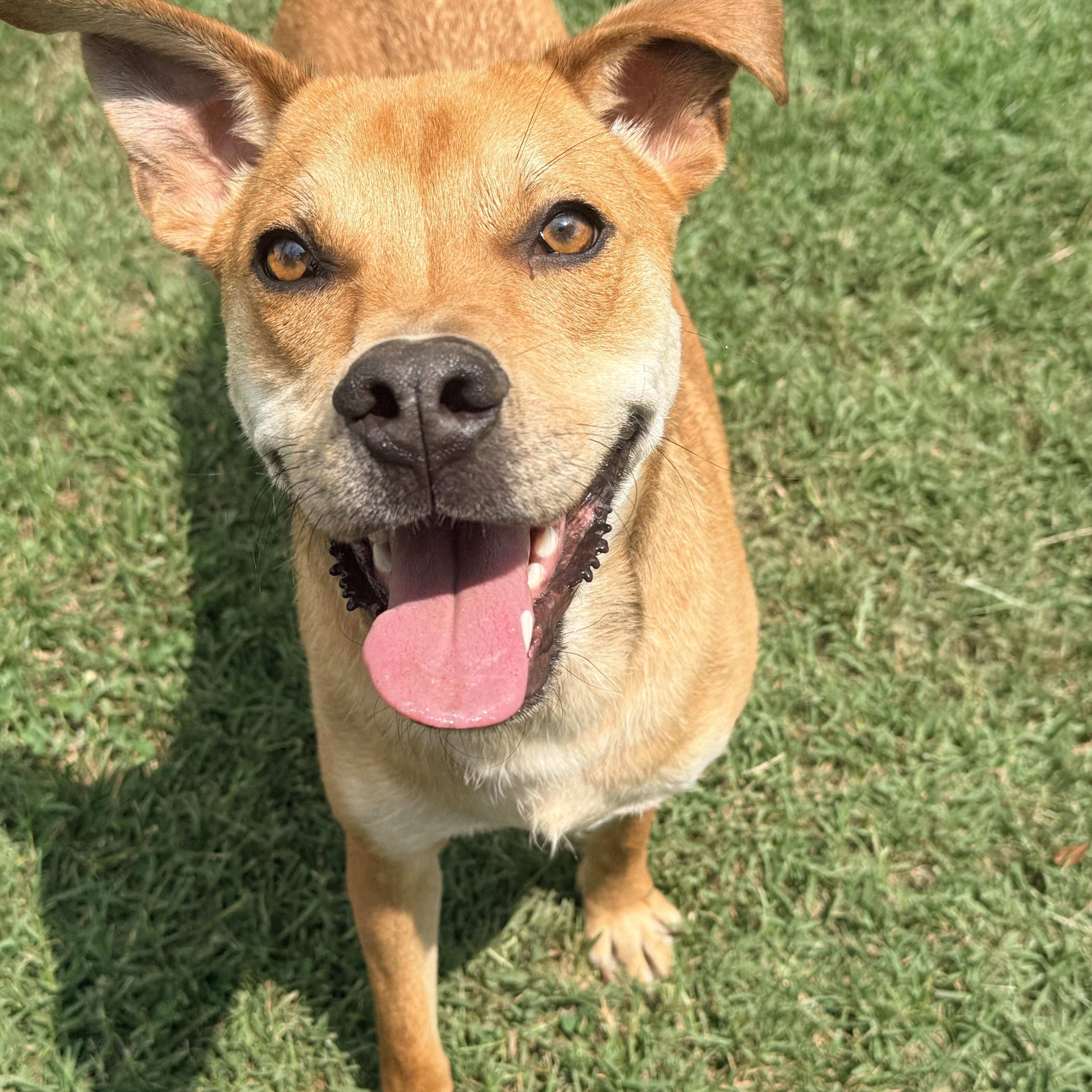Enlarge Jax, a Adoptable mixed breed in Catlett, VA image 2/6