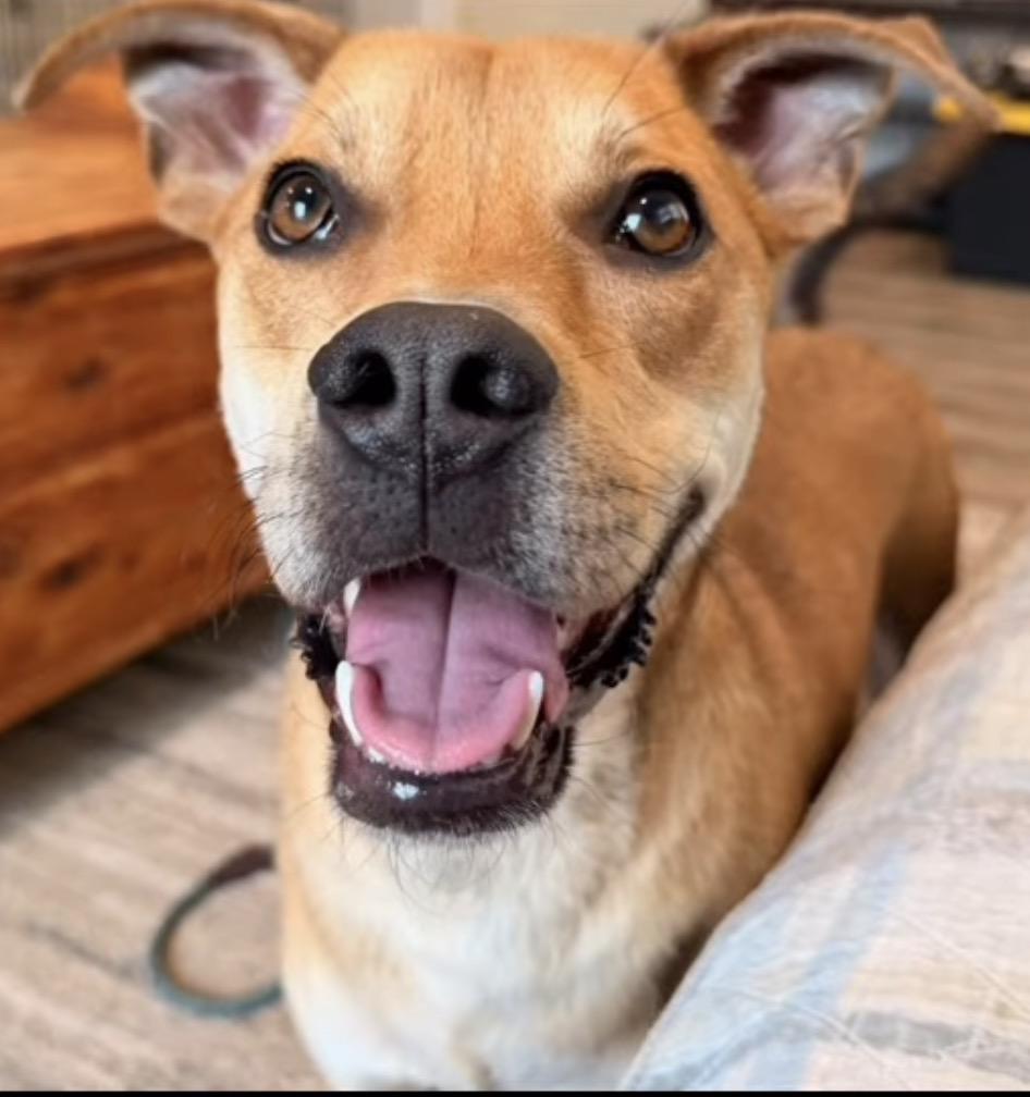Enlarge Jax, a Adoptable mixed breed in Catlett, VA image 3/6