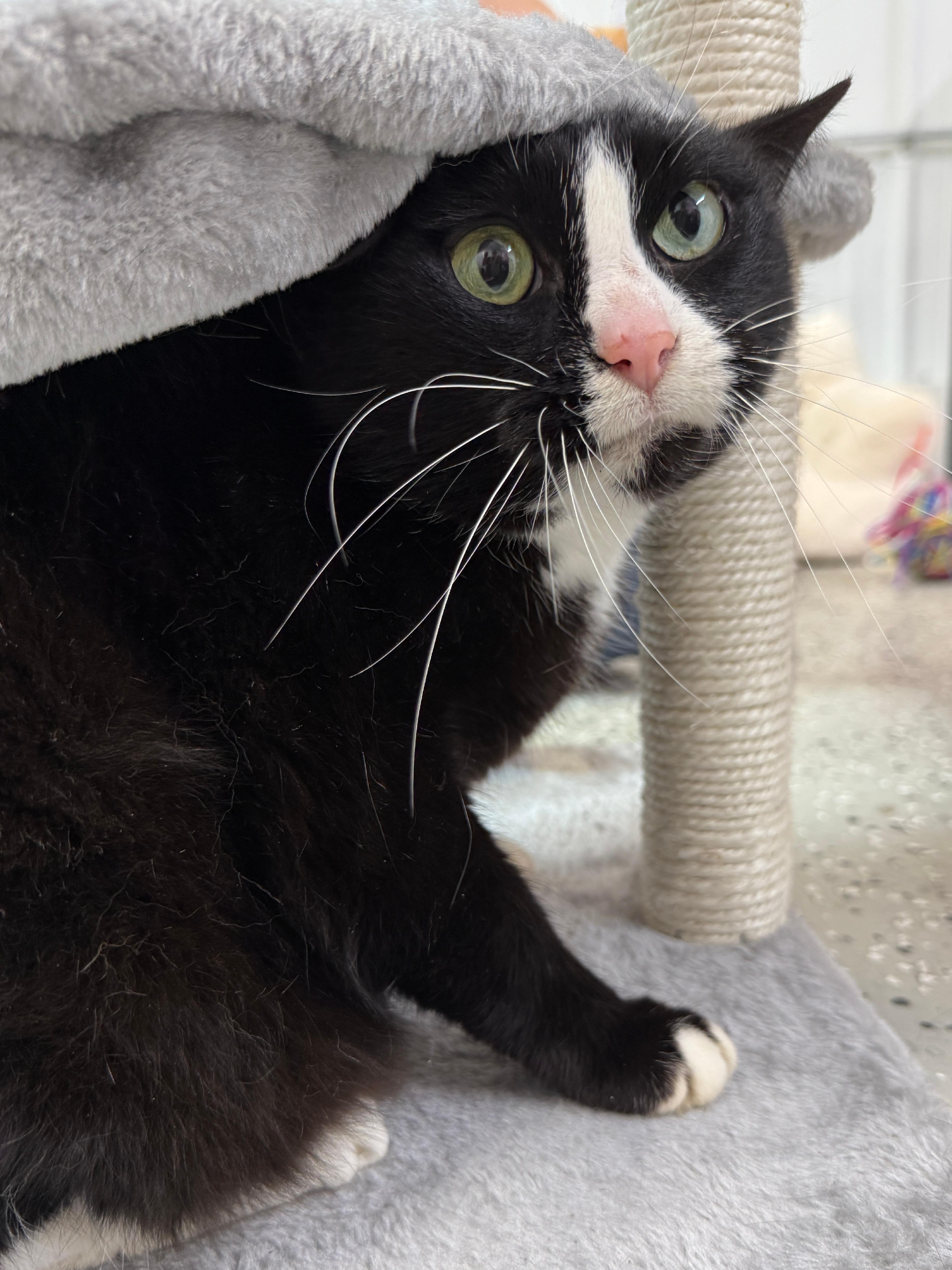 Ace, a Adoptable Domestic Short Hair in Wautoma, WI image 2/2