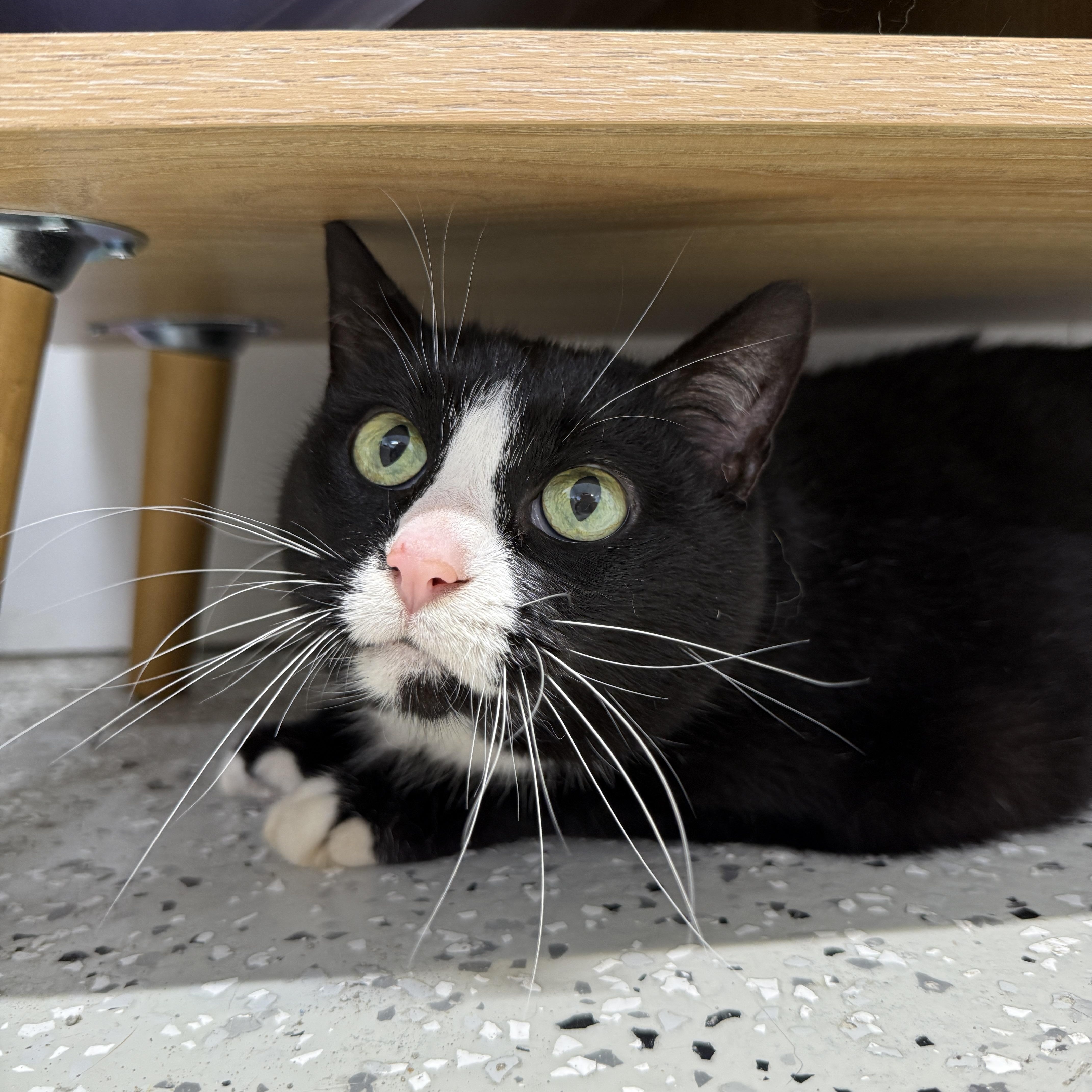 Ace, Adoptable, Senior Male Domestic Short Hair.