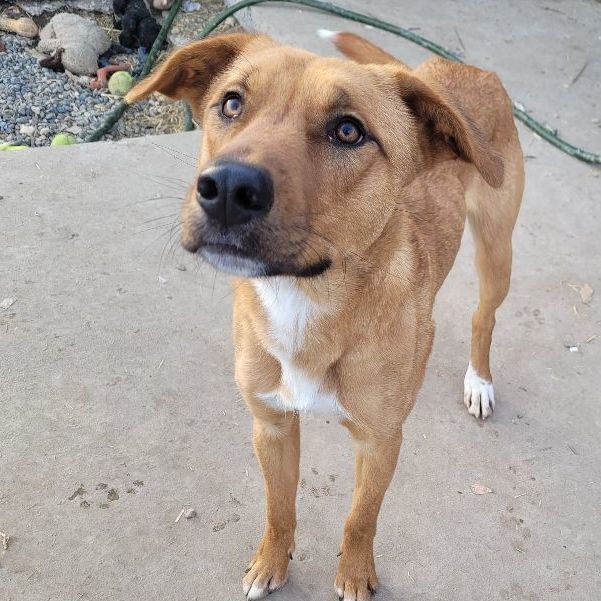 St. Francis, Adoptable, Adult Male Shepherd & Rottweiler.