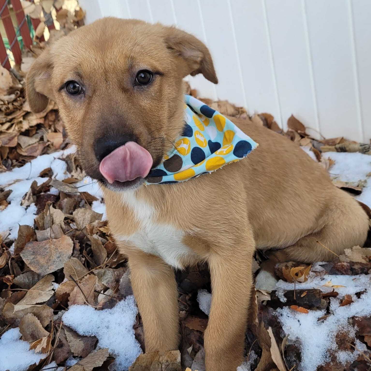 Enlarge St. Francis, a Adoptable mixed breed in Billings, MT image 2/9