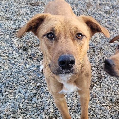 Enlarge St. Francis, a Adoptable mixed breed in Billings, MT image 3/9