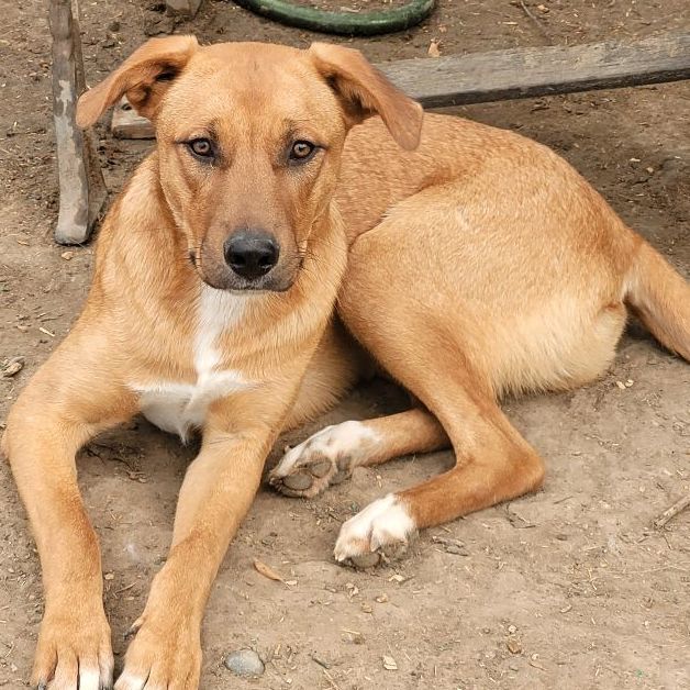Enlarge St. Francis, a Adoptable mixed breed in Billings, MT image 4/9