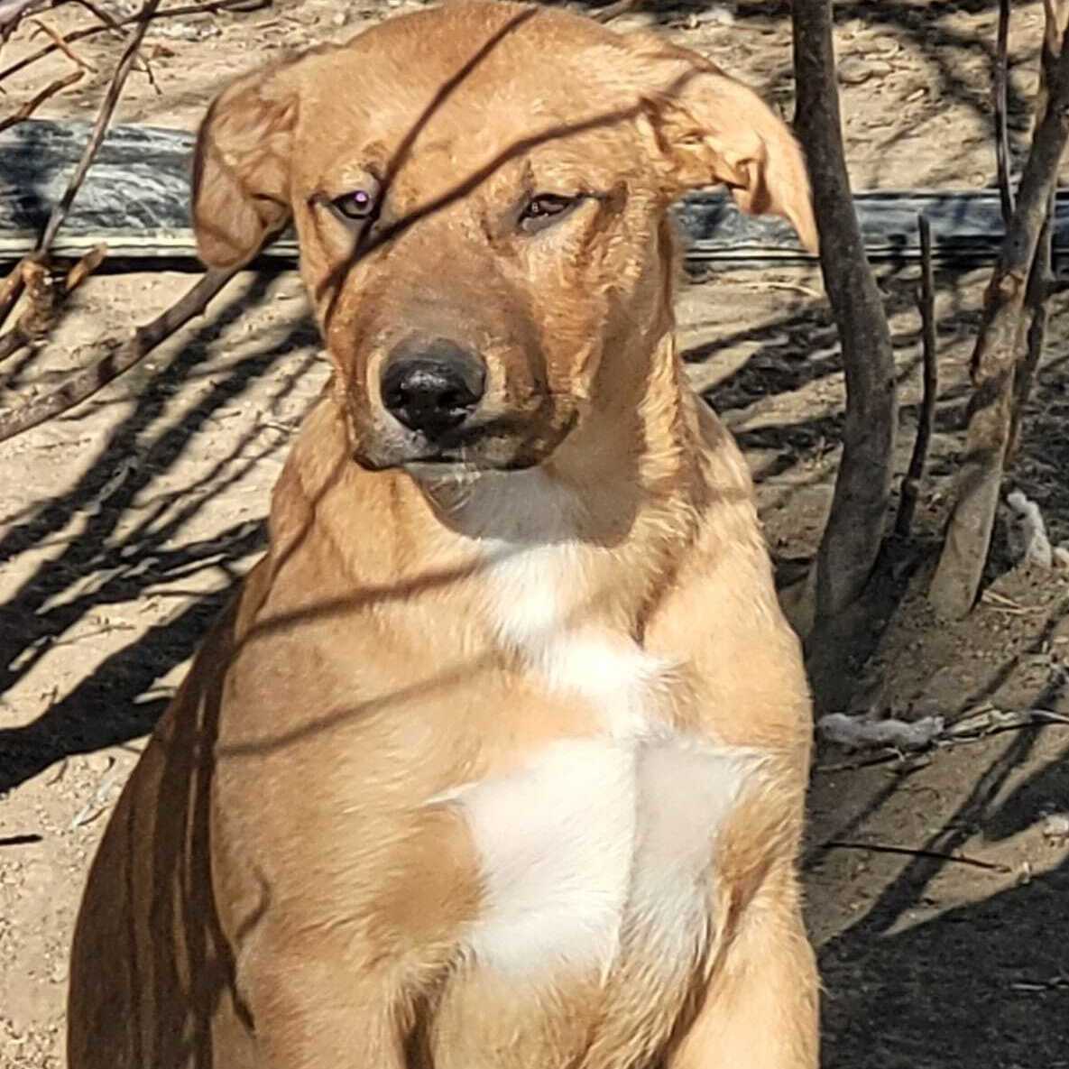 Enlarge St. Francis, a Adoptable mixed breed in Billings, MT image 5/9