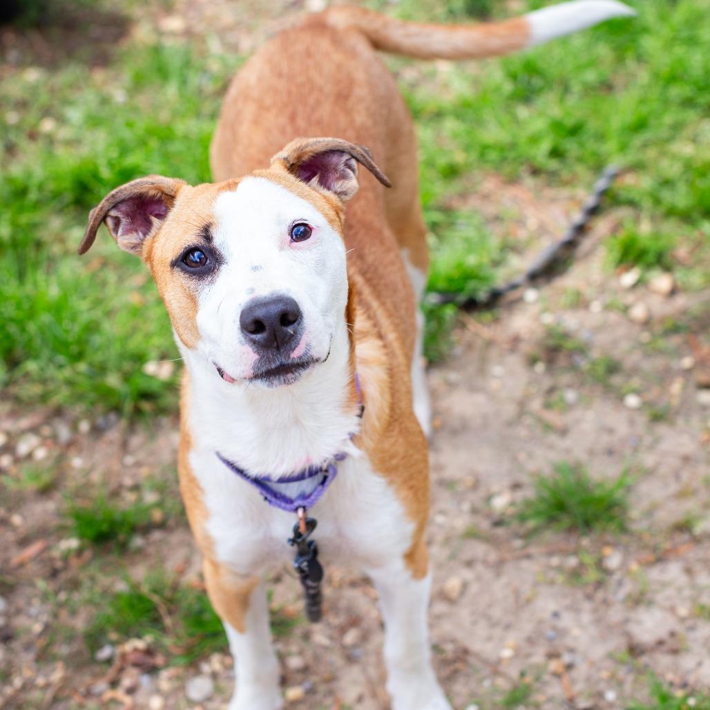 Maserati, Adoptable, Young Female Cattle Dog.