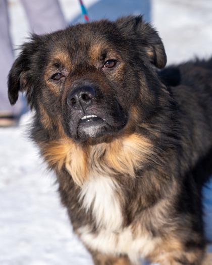 Sinclair, Adoptable, Adult Male Chow Chow & Mixed Breed.