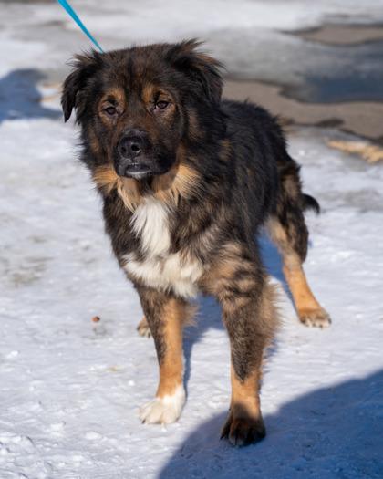 Enlarge Sinclair, a Adoptable mixed breed in Pequot Lakes, MN image 2/2