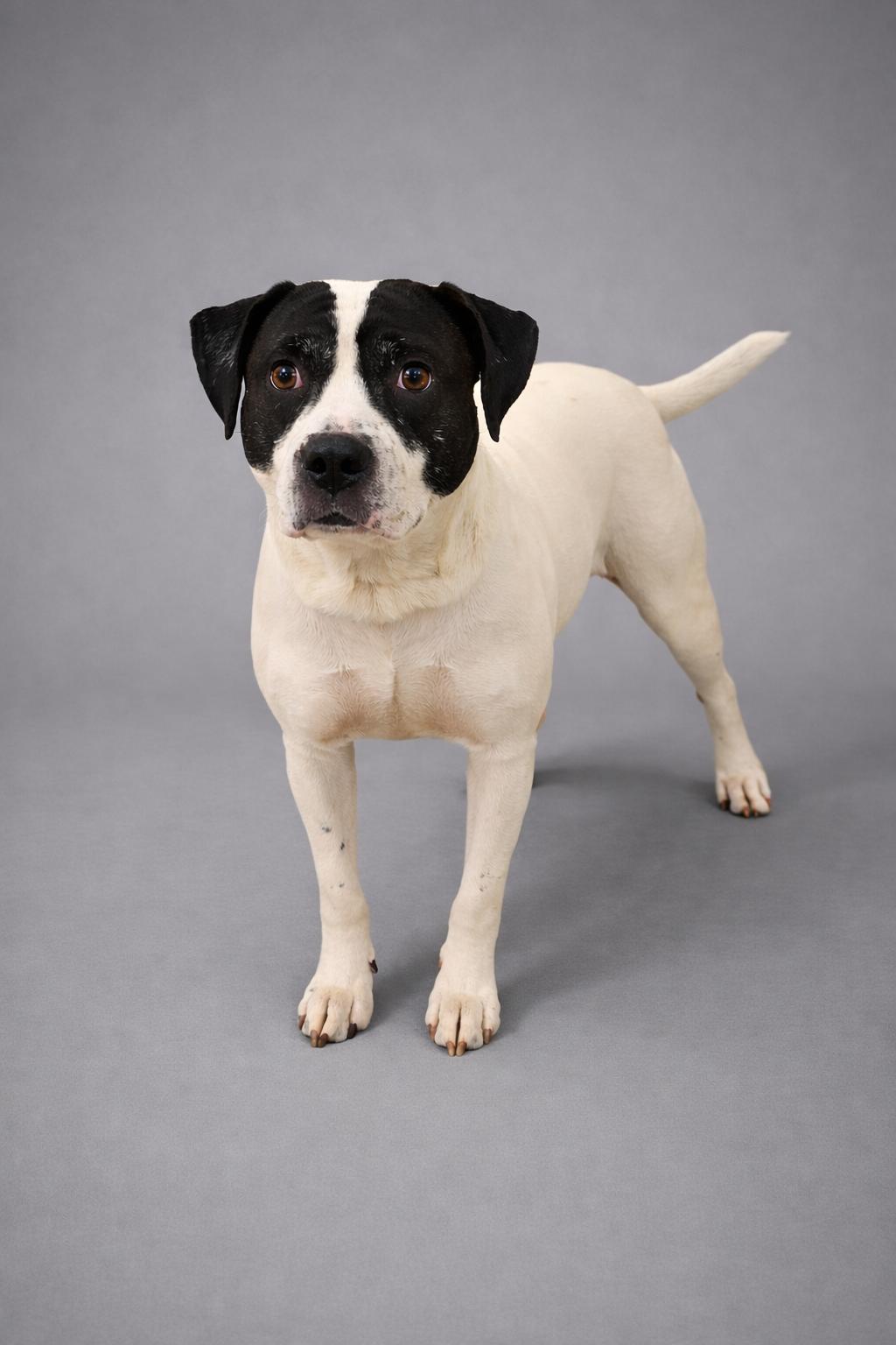 Remington , ADOPTABLE, Adult Male Pit Bull Terrier.