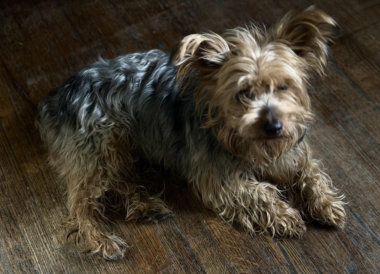 Craig, an adopted mixed breed in Broken Arrow, OK image 1/2