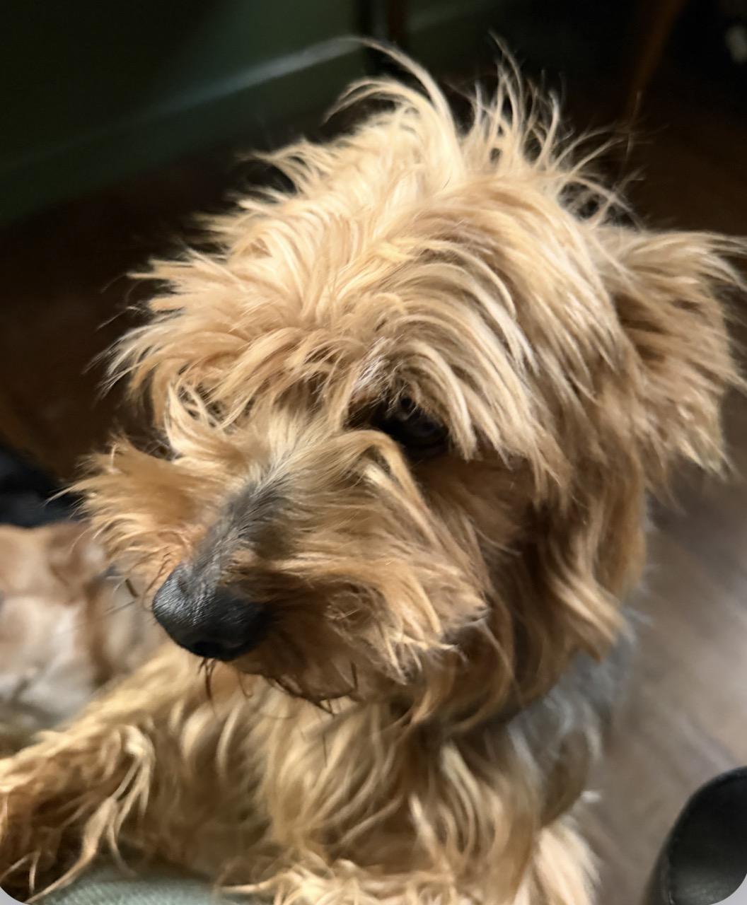 Craig, an adopted mixed breed in Broken Arrow, OK image 2/2