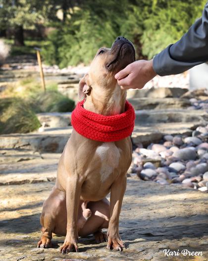 Enlarge Spunky, a Adoptable Mixed Breed in Fort Worth, TX image 1/4