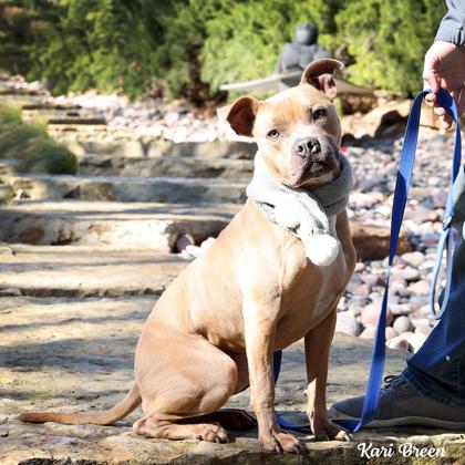 Enlarge Spunky, a Adoptable Mixed Breed in Fort Worth, TX image 3/3
