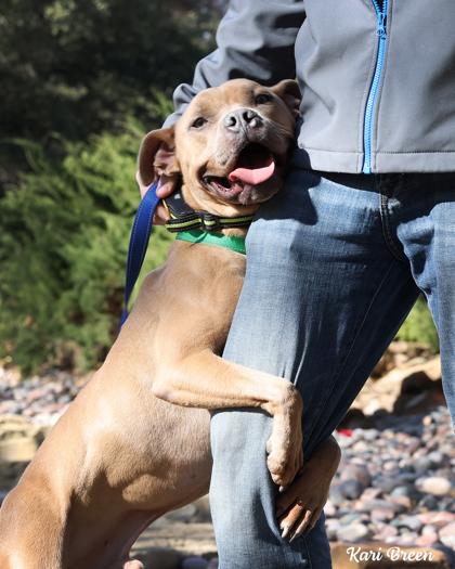 Spunky, a Adoptable Mixed Breed in Fort Worth, TX image 3/3