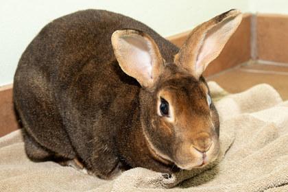 Enlarge Odin, a Adoptable mixed breed in Longmont, CO image 1/2