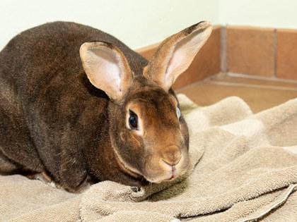 Odin, Adoptable, Adult Male New Zealand & Bunny Rabbit.