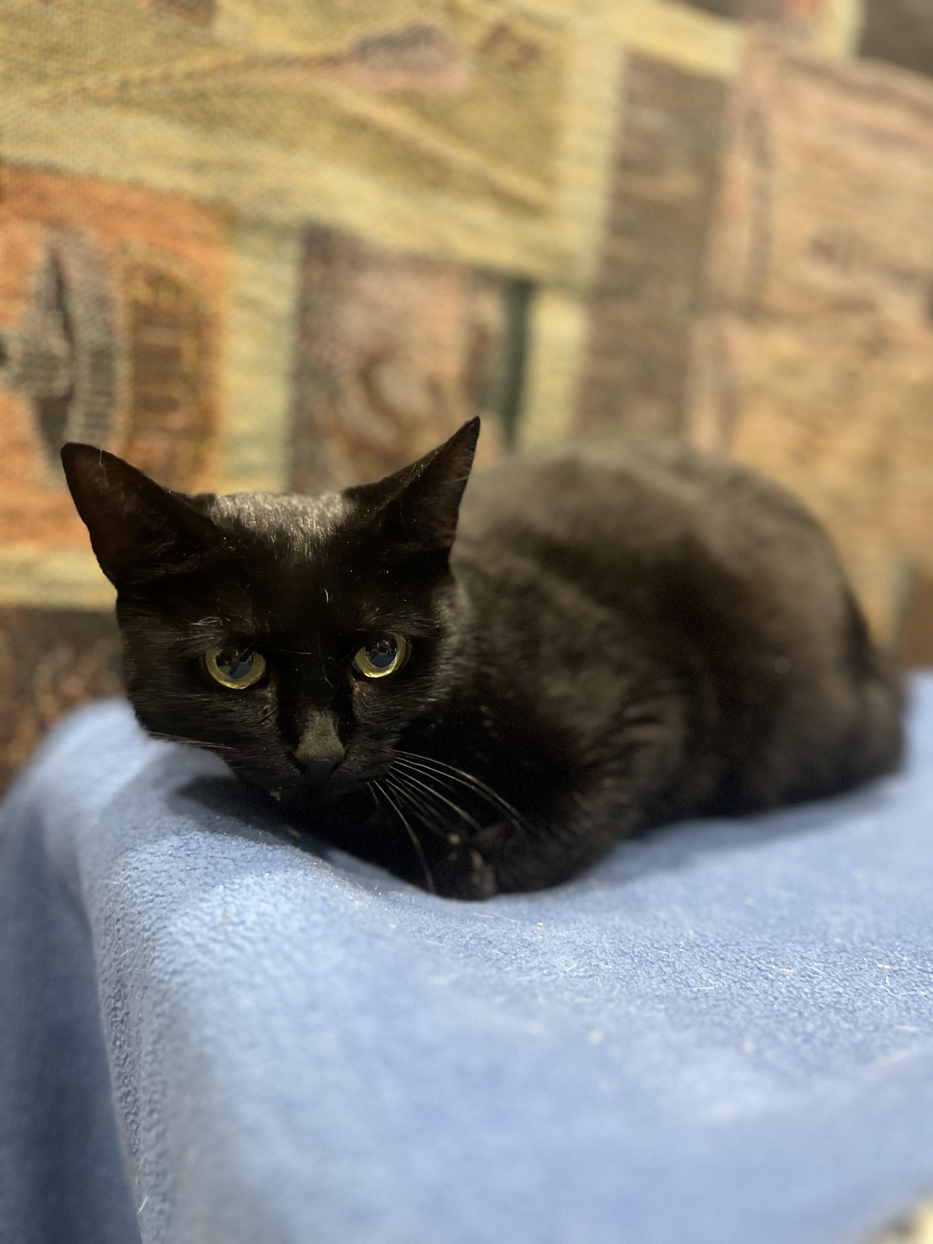 Poison ivy, a Adoptable Domestic Short Hair in Blackstone, MA image 2/5