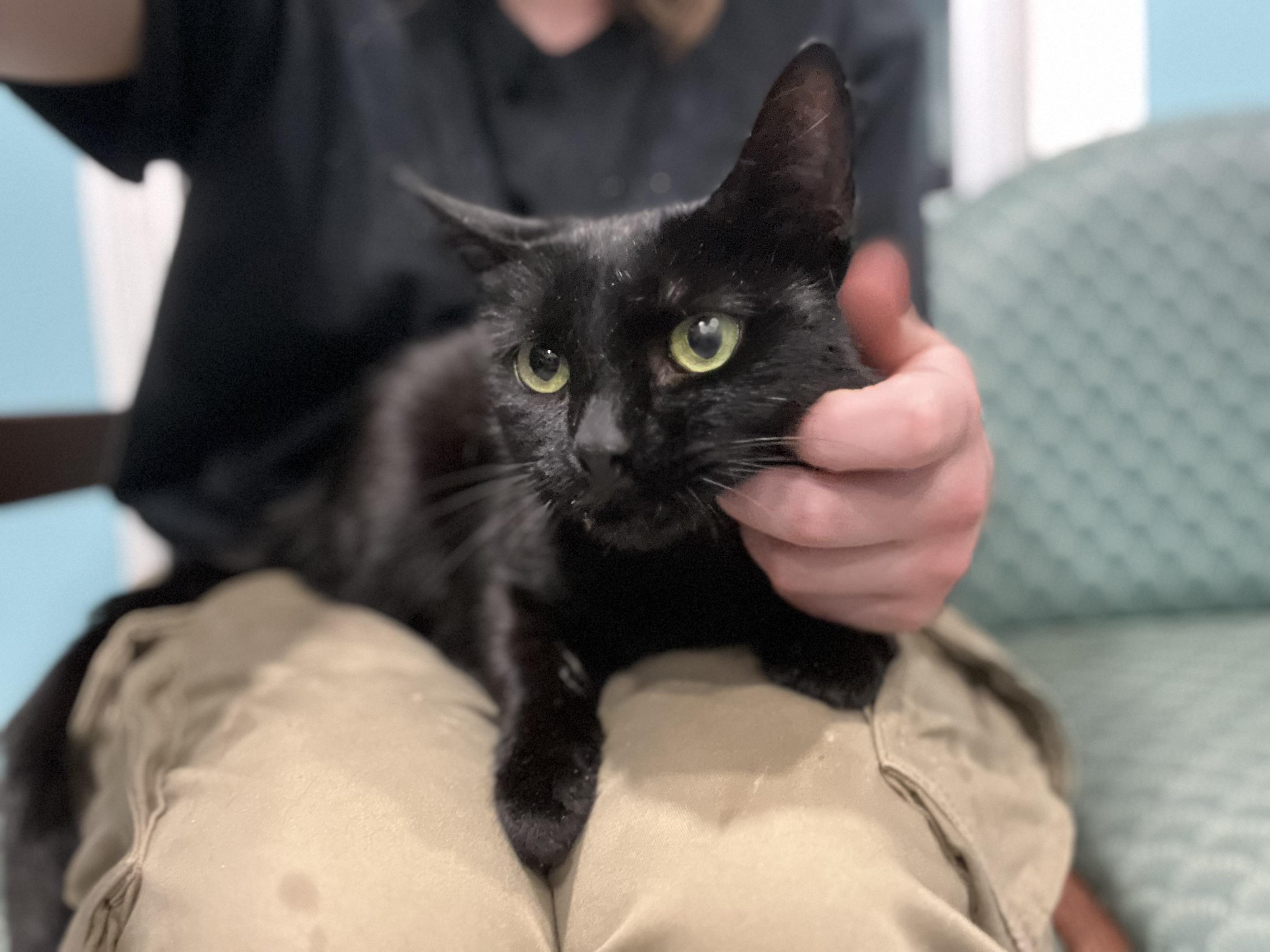 Poison ivy, a Adoptable Domestic Short Hair in Blackstone, MA image 5/5