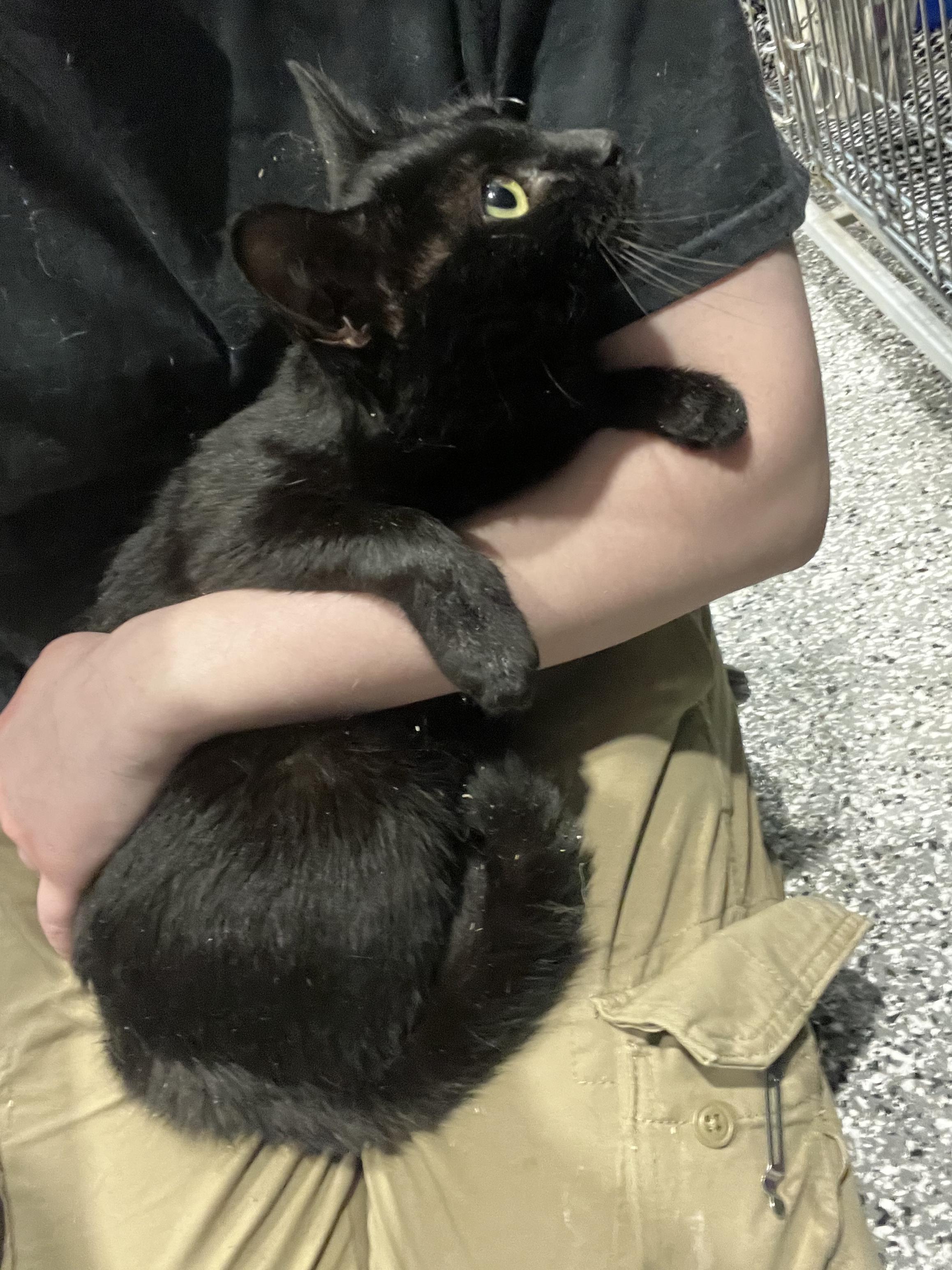 Poison ivy, a Adoptable Domestic Short Hair in Blackstone, MA image 3/5