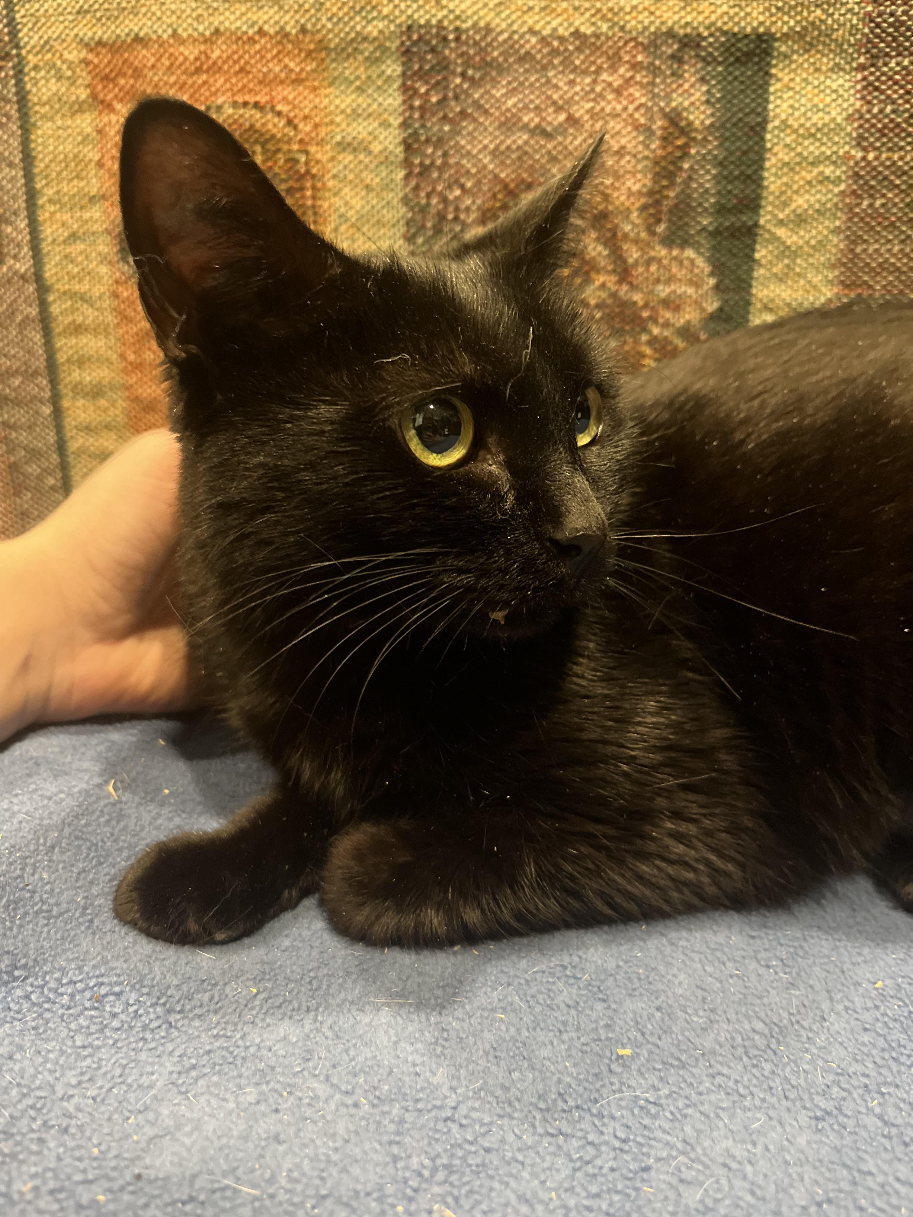 Poison ivy, a Adoptable Domestic Short Hair in Blackstone, MA image 4/5