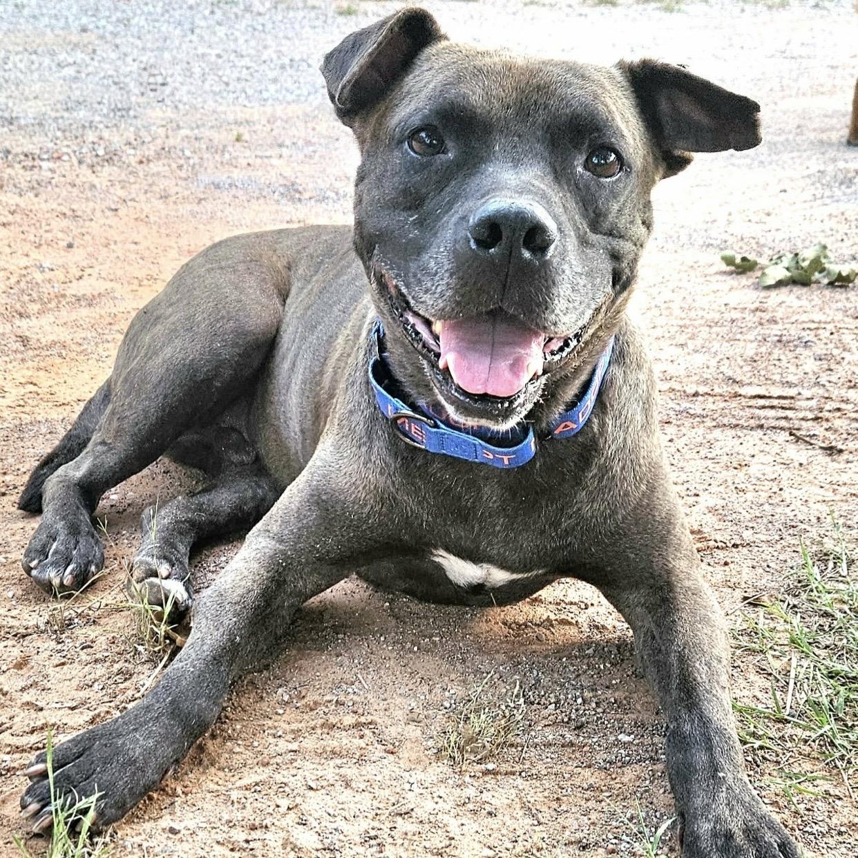Enlarge Louie , a ADOPTABLE mixed breed in Pelham, NH image 3/6