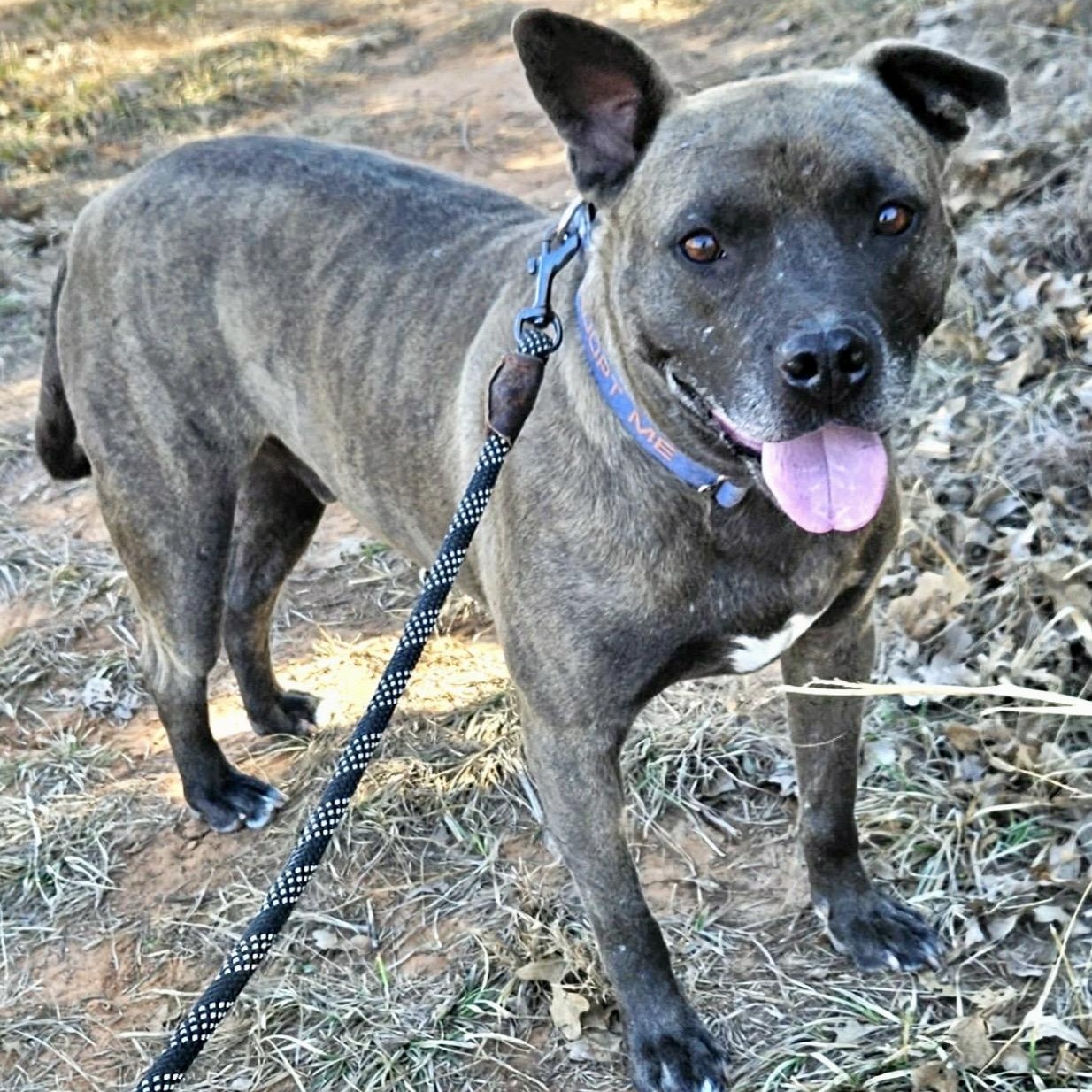 Enlarge Louie , a ADOPTABLE mixed breed in Pelham, NH image 2/6