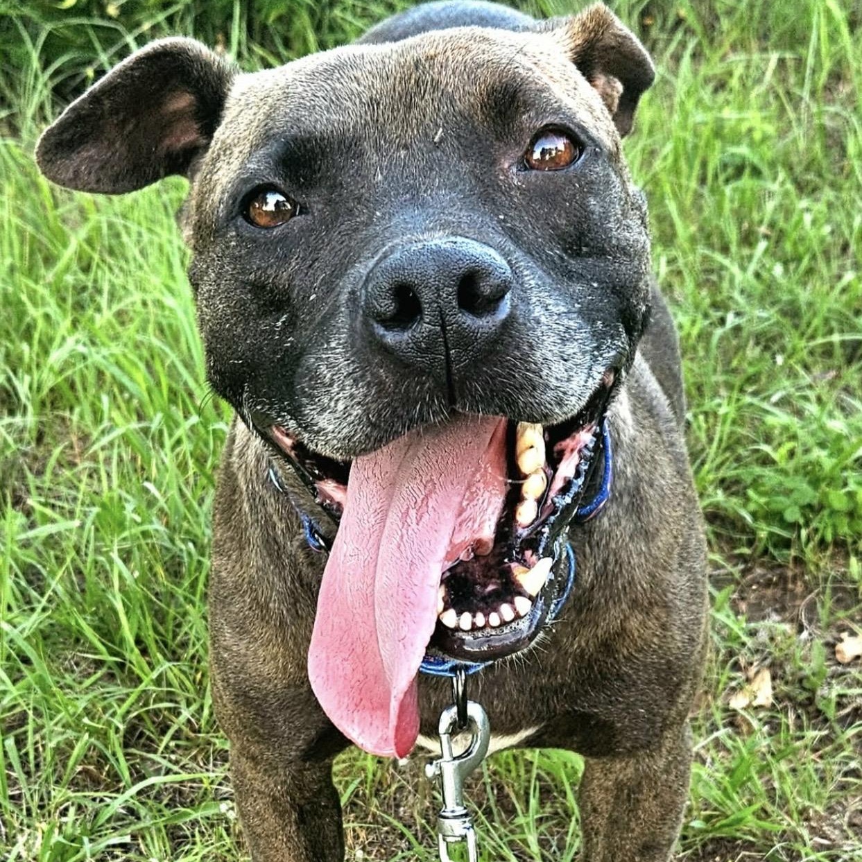 Enlarge Louie , a ADOPTABLE mixed breed in Pelham, NH image 4/6