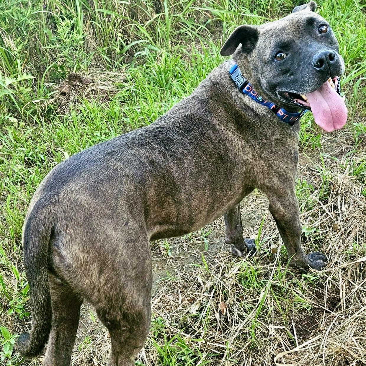 Enlarge Louie , a ADOPTABLE mixed breed in Pelham, NH image 1/6