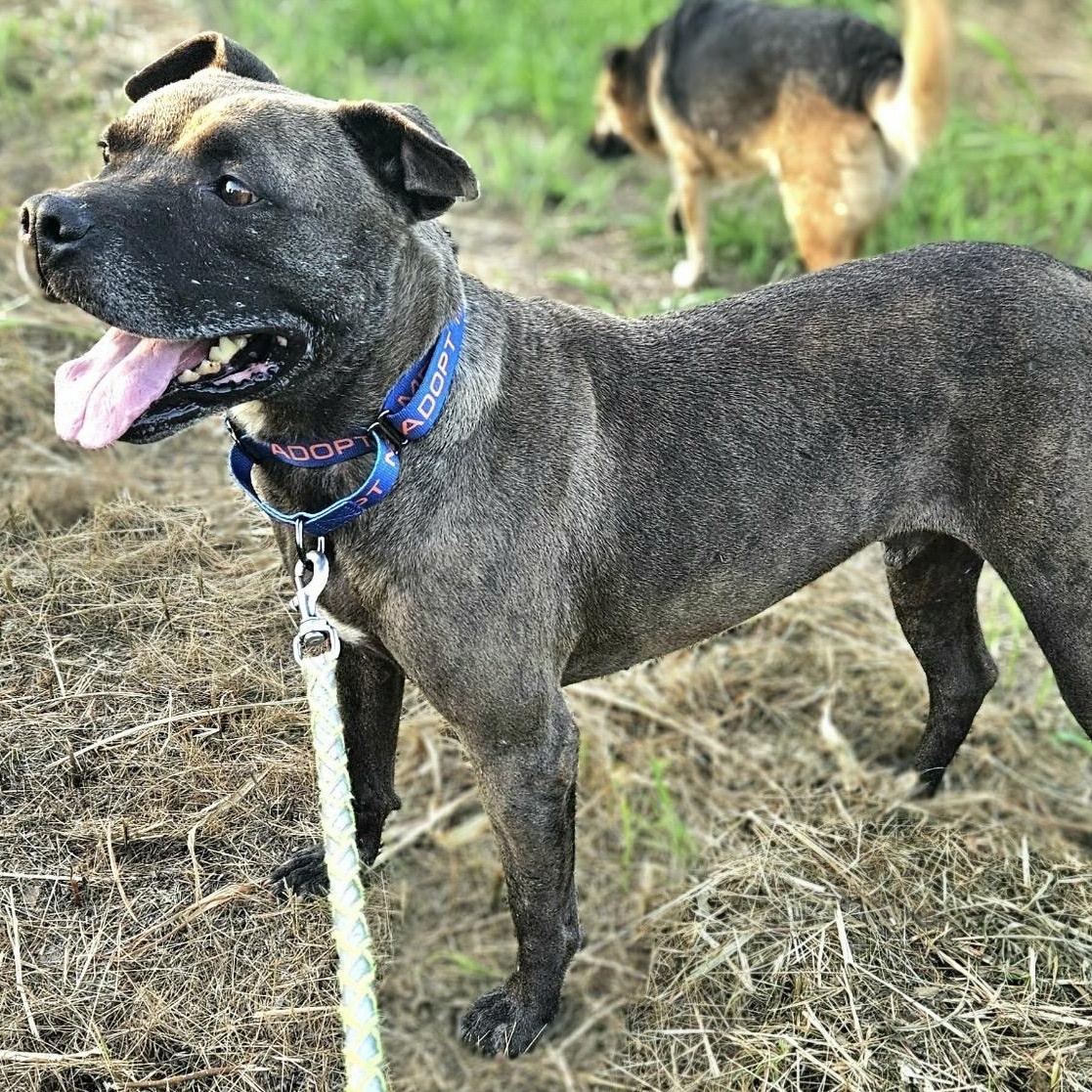 Enlarge Louie , a ADOPTABLE mixed breed in Pelham, NH image 5/6