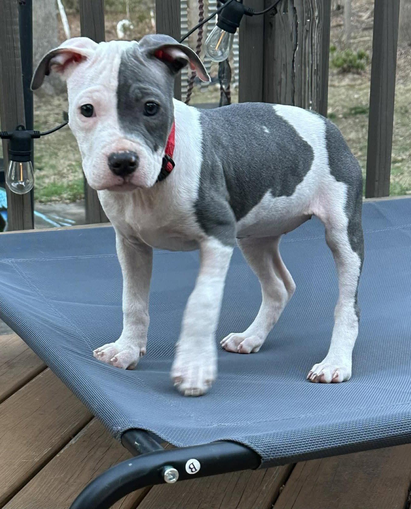 Dixie, a Adopted Pit Bull Terrier in Spotsylvania, VA image 1/3