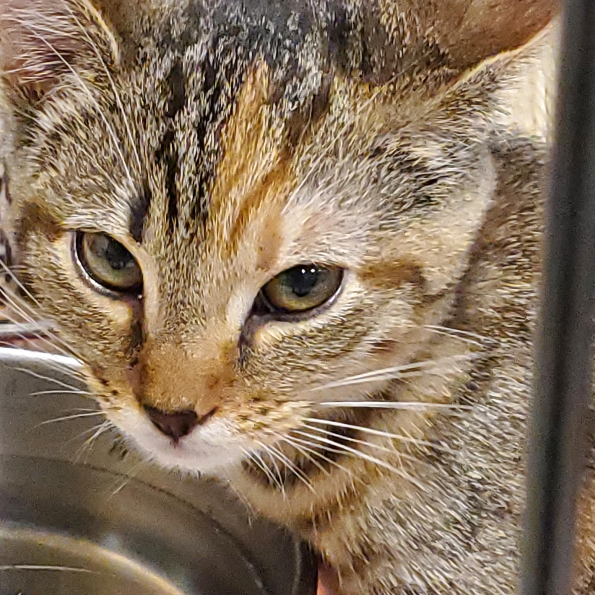 Enlarge Candy, a ADOPTABLE Tabby in Muncie, IN image 1/1